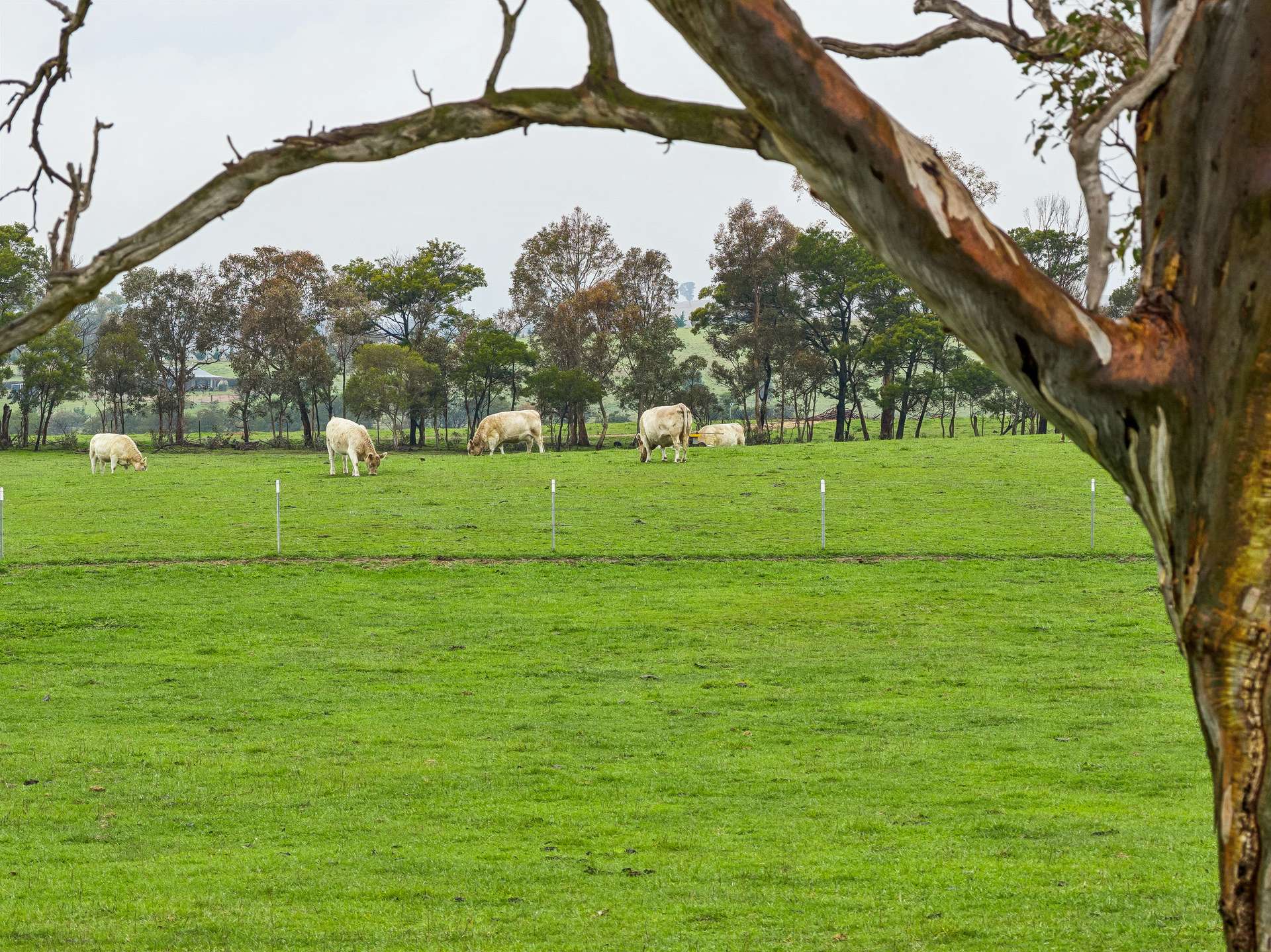'Smithfield', 266 Gooda Creek Road, Murrumbateman Auction by Farmbuy.com - image 18