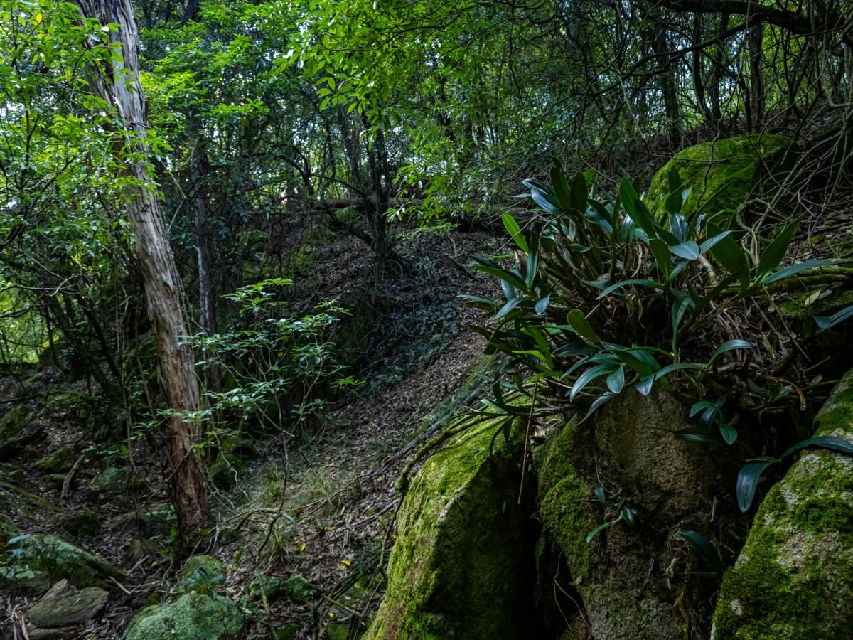 193 Black Range Road, Bega For Sale by Farmbuy.com - image 11