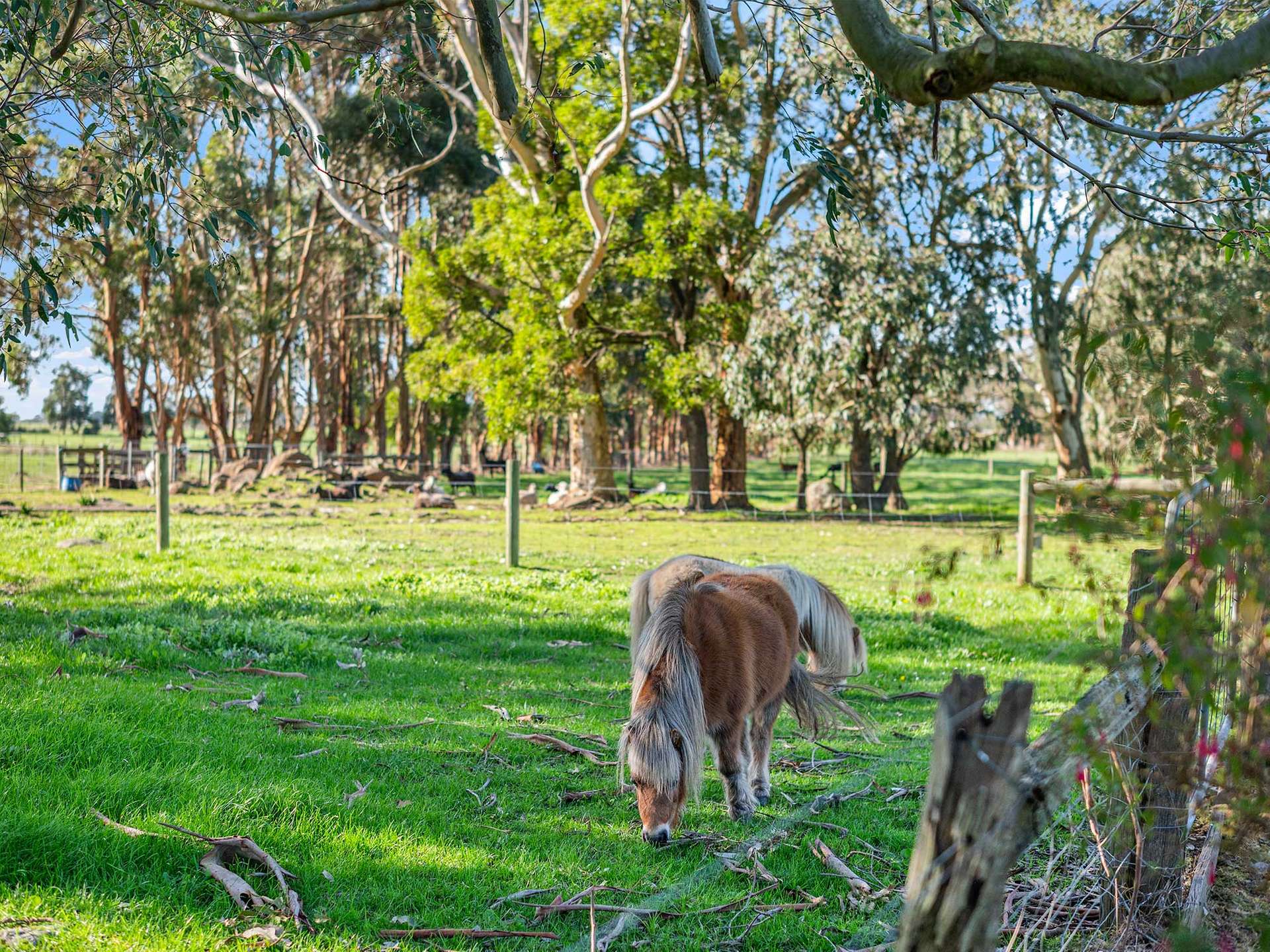 856 Koroit-Woolsthorpe Road, Woolsthorpe For Sale by Farmbuy.com - image 23