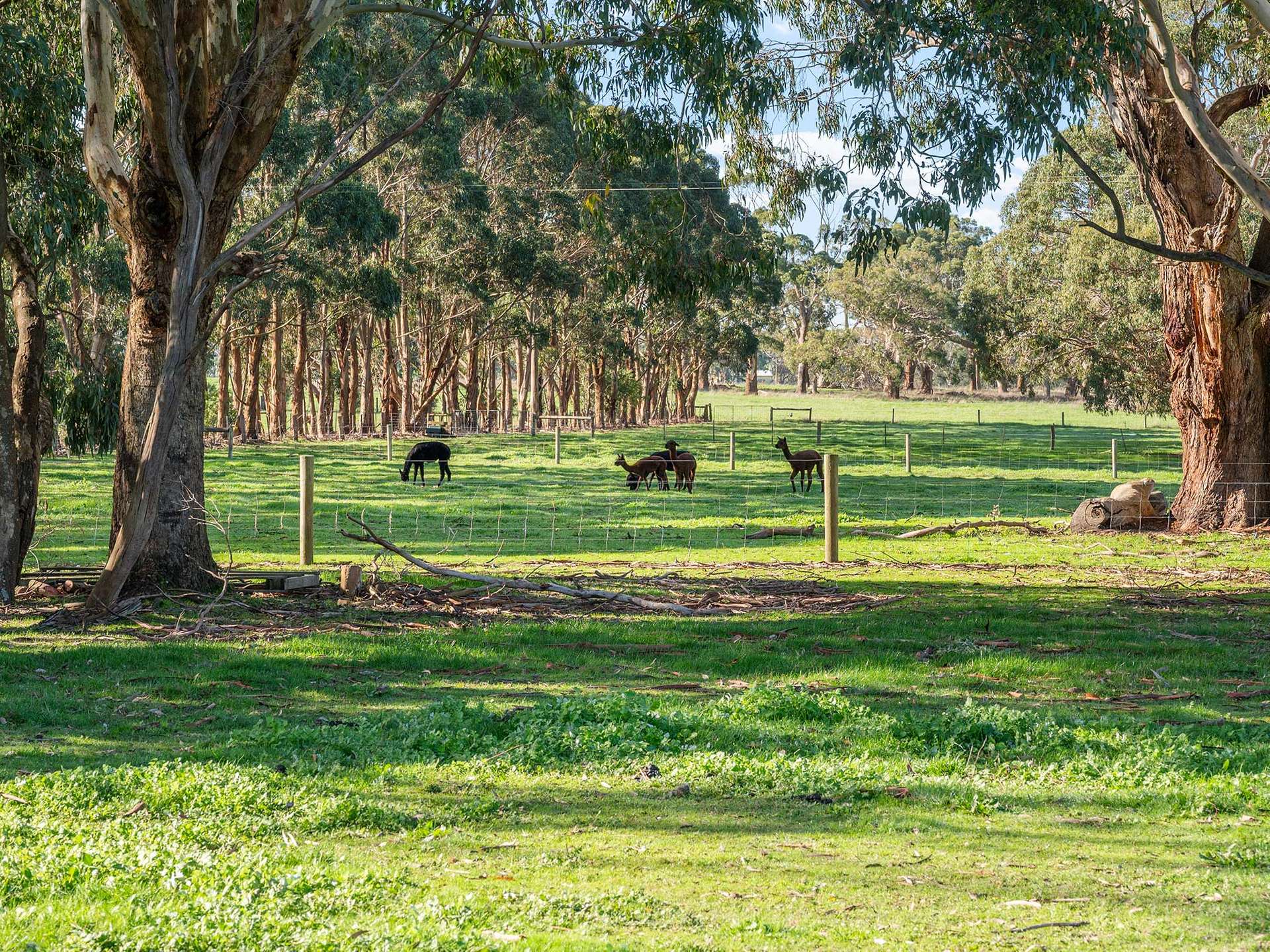 856 Koroit-Woolsthorpe Road, Woolsthorpe For Sale by Farmbuy.com - image 20