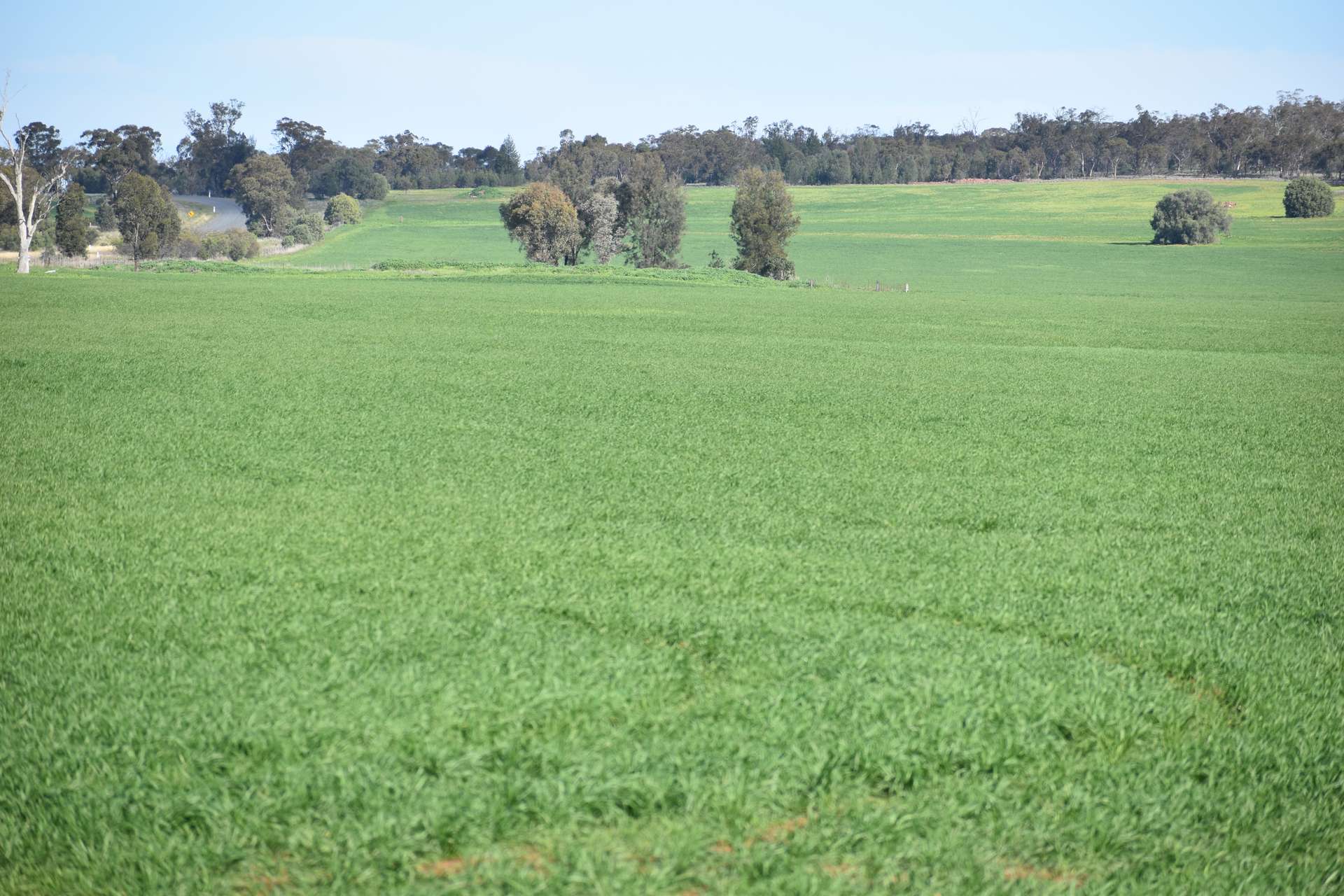 1 Gunning Gap Road, Gunning Gap For Sale by Farmbuy.com - image 15