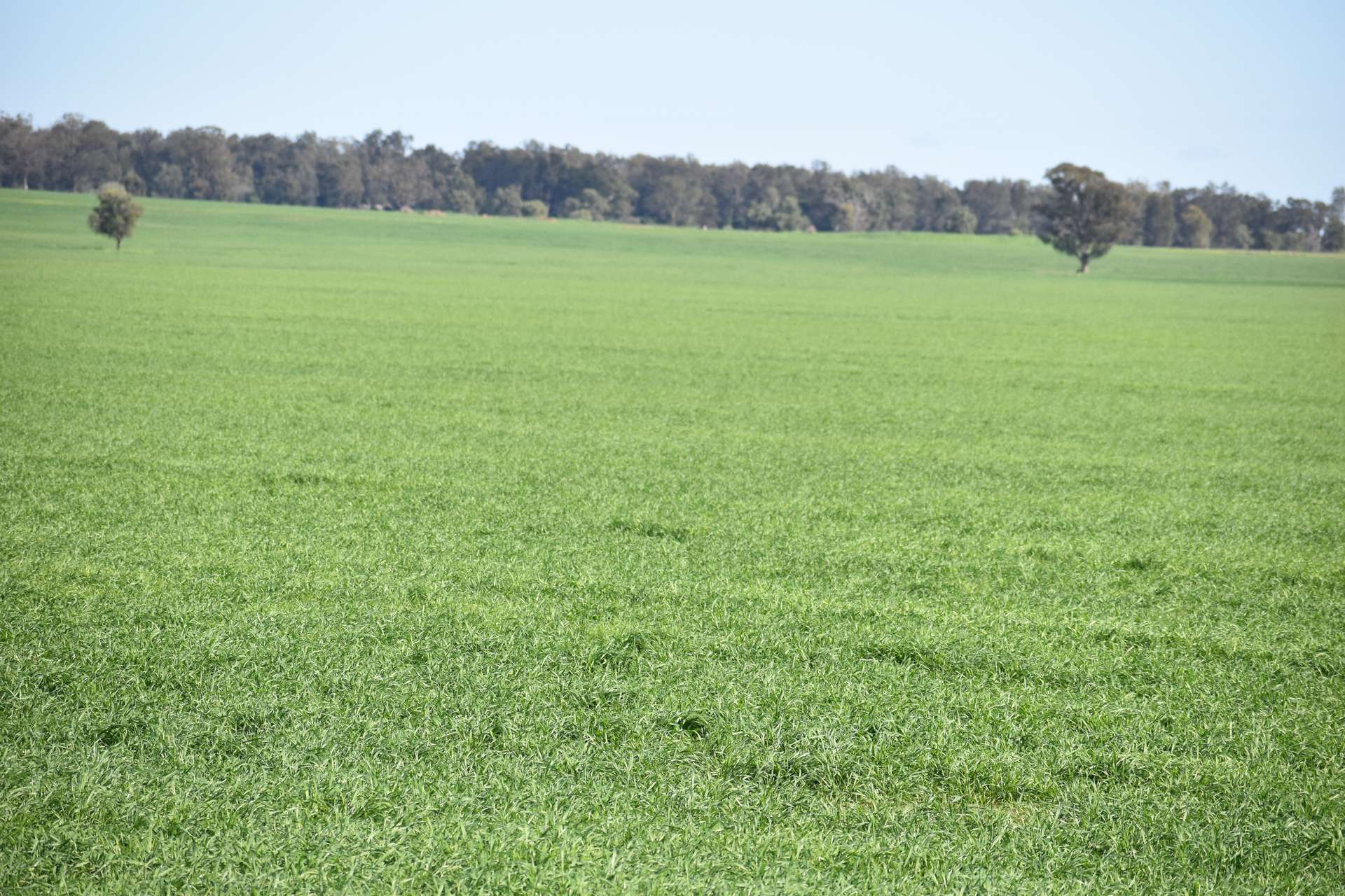 1 Gunning Gap Road, Gunning Gap For Sale by Farmbuy.com - image 16