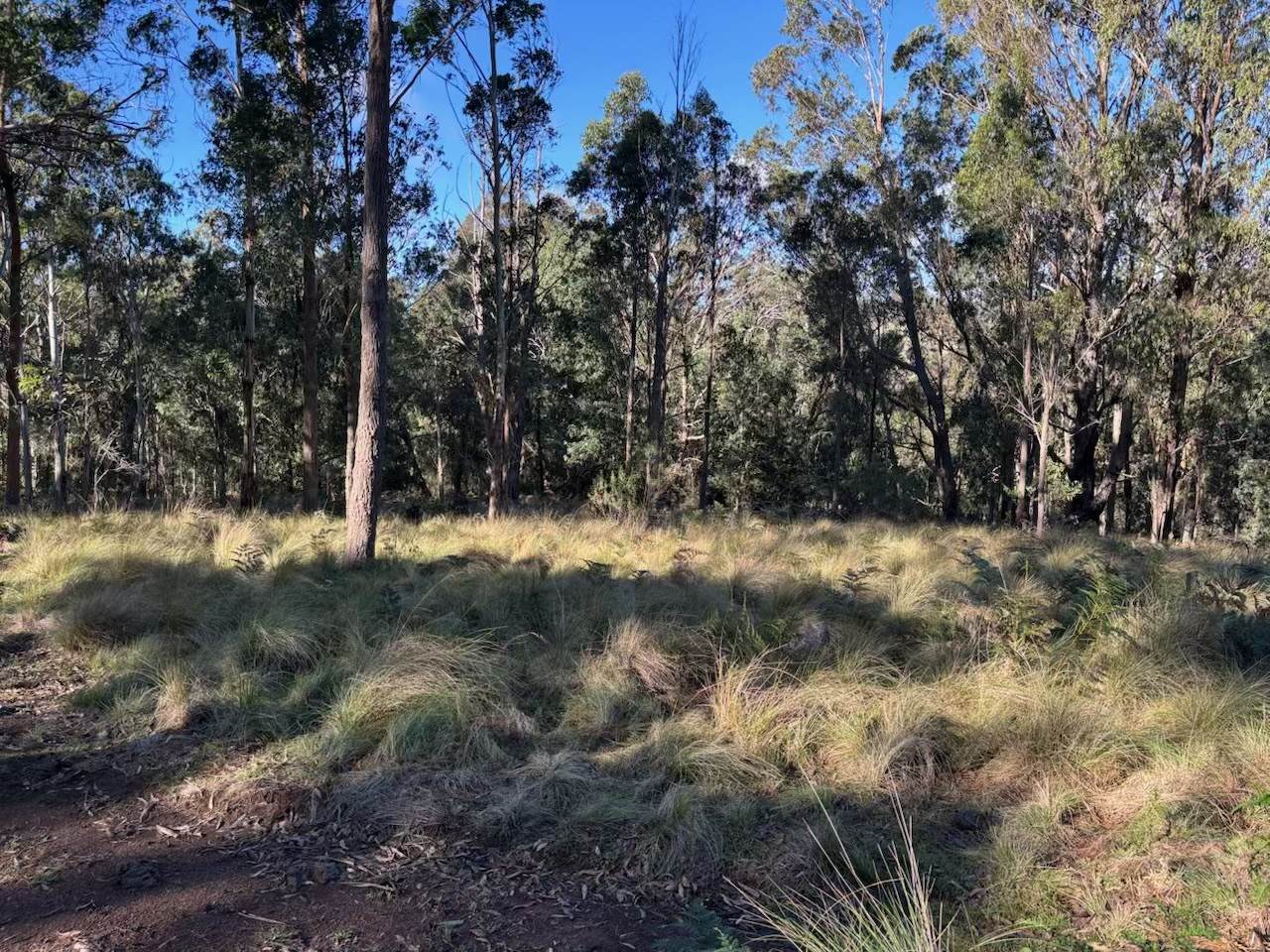 Part 9174 Thunderbolts Way, Nowendoc For Sale by Farmbuy.com - image 10