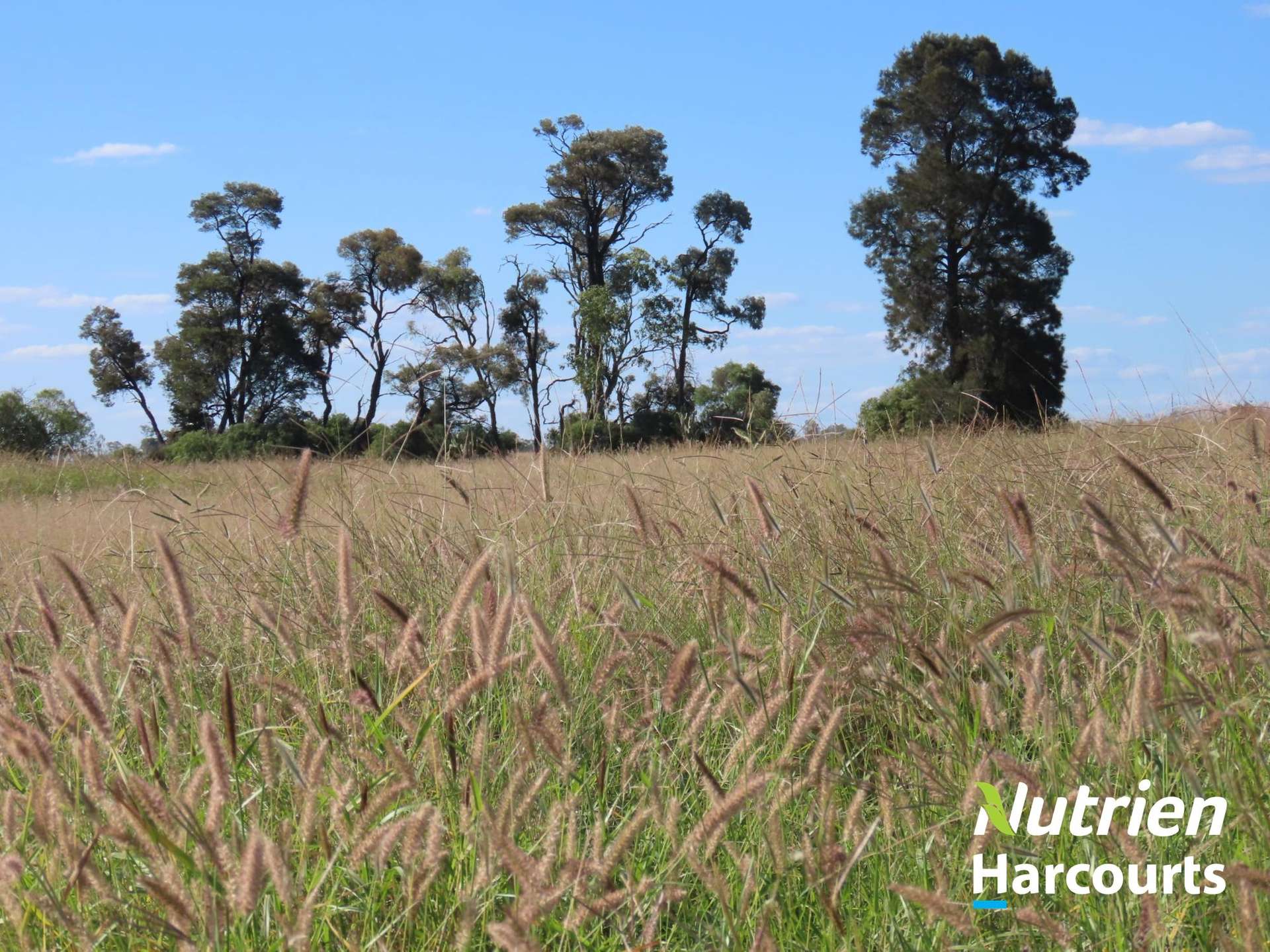 285 Burncluith Road, Chinchilla Auction by Farmbuy.com - image 2