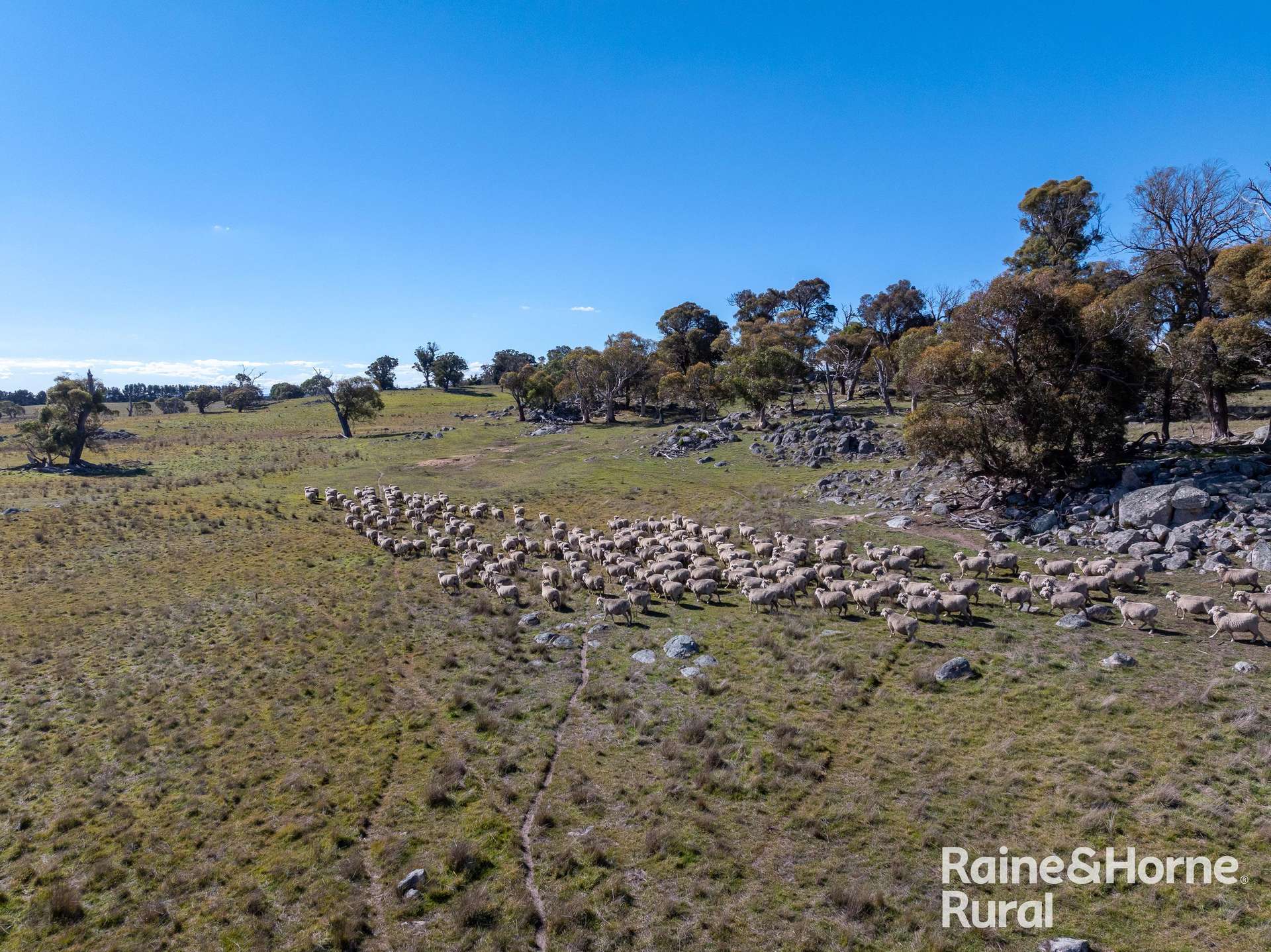 1006 Carrabungla Road, Laggan Auction by Farmbuy.com - image 11