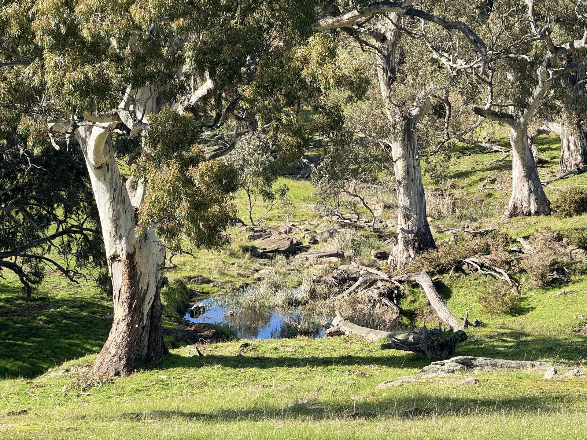 Lot 1,  Brinkworth Range Road, Tungkillo For Sale by Farmbuy.com - image 11