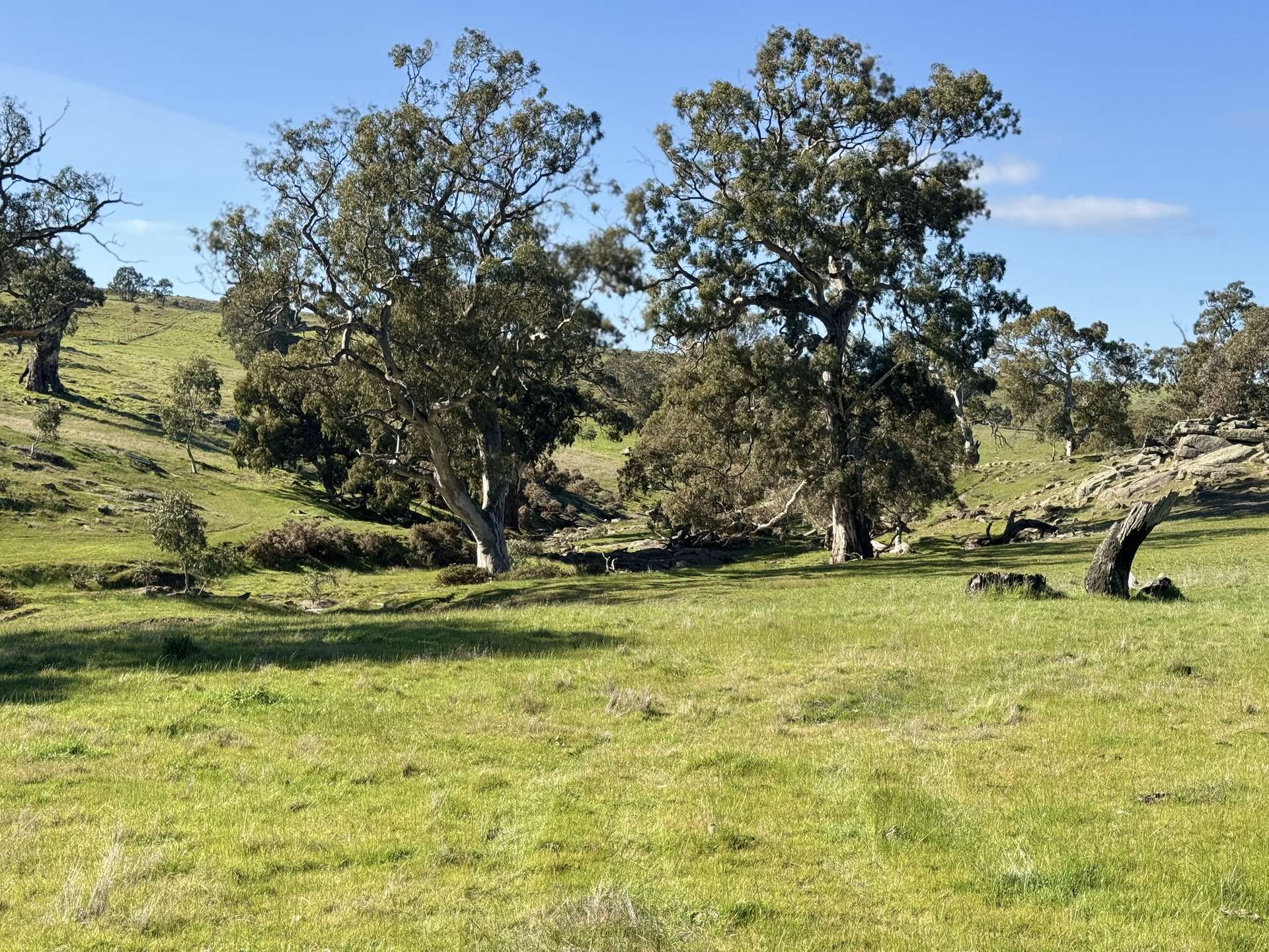 Lot 1,  Brinkworth Range Road, Tungkillo For Sale by Farmbuy.com - image 17
