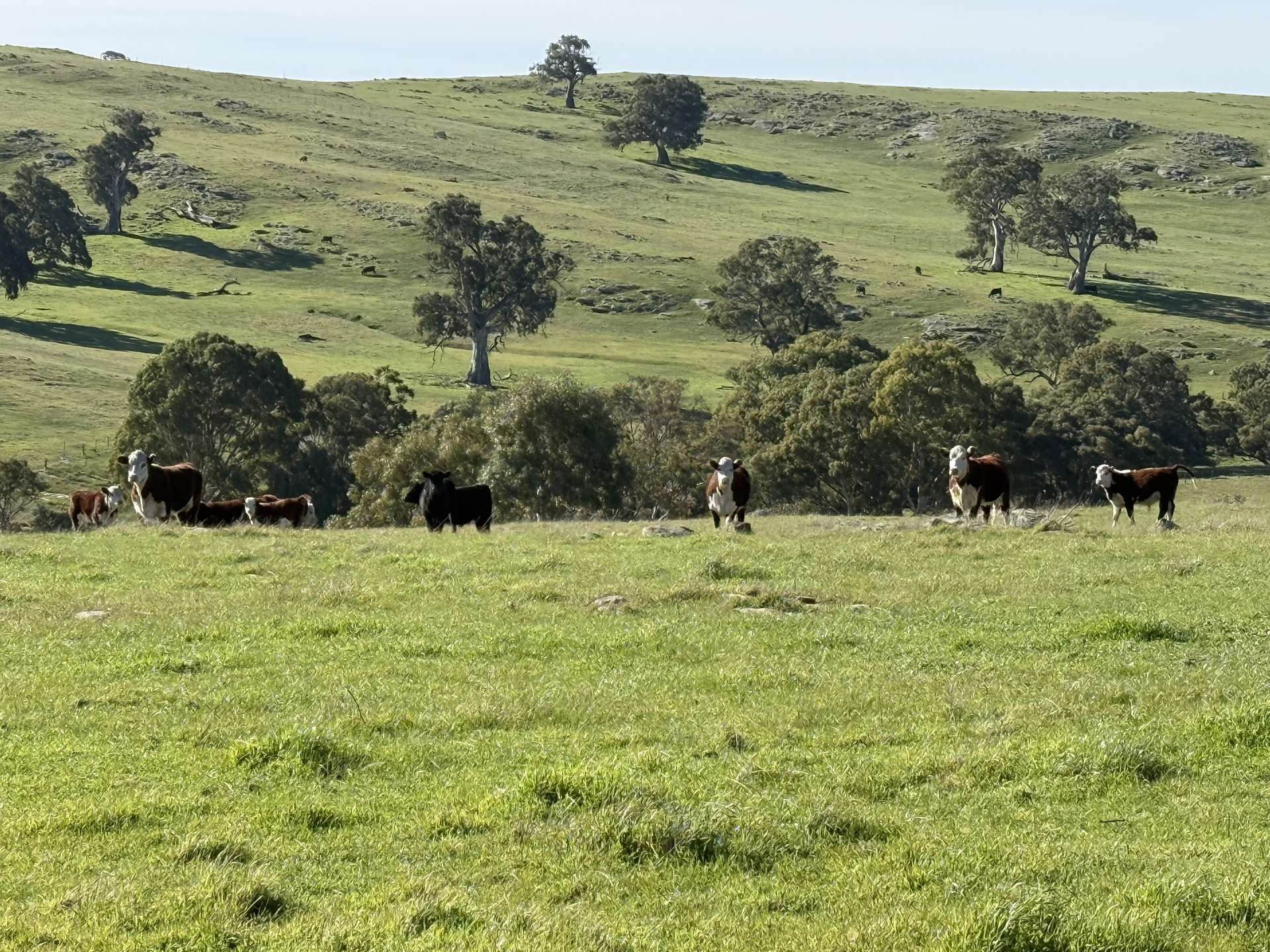 Lot 1,  Brinkworth Range Road, Tungkillo For Sale by Farmbuy.com - image 4