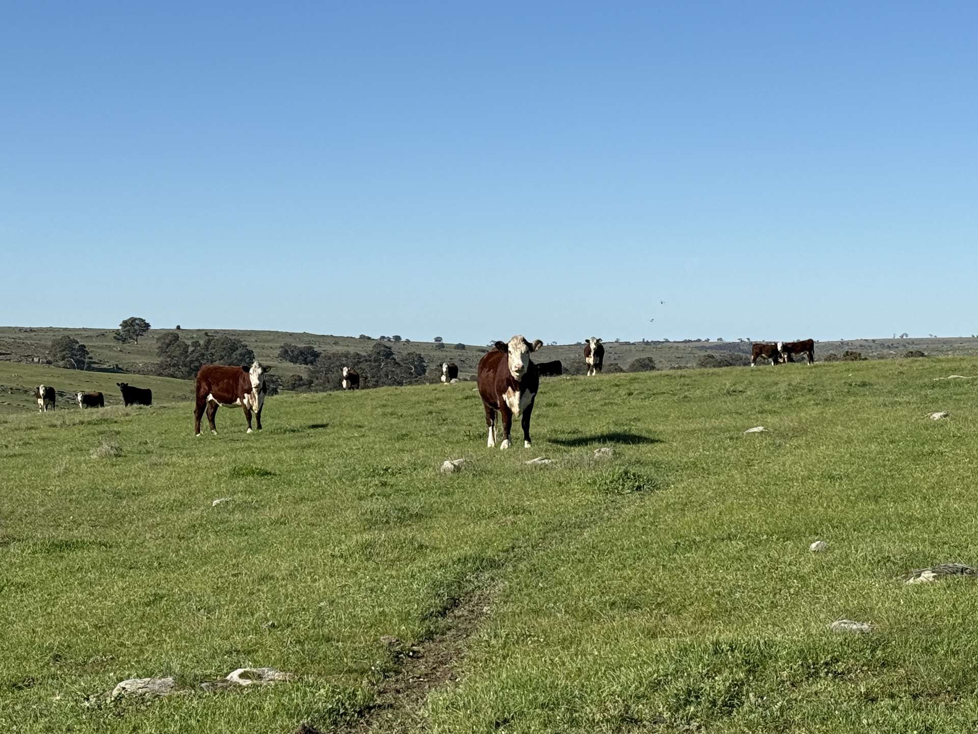 Lot 1,  Brinkworth Range Road, Tungkillo For Sale by Farmbuy.com - image 6