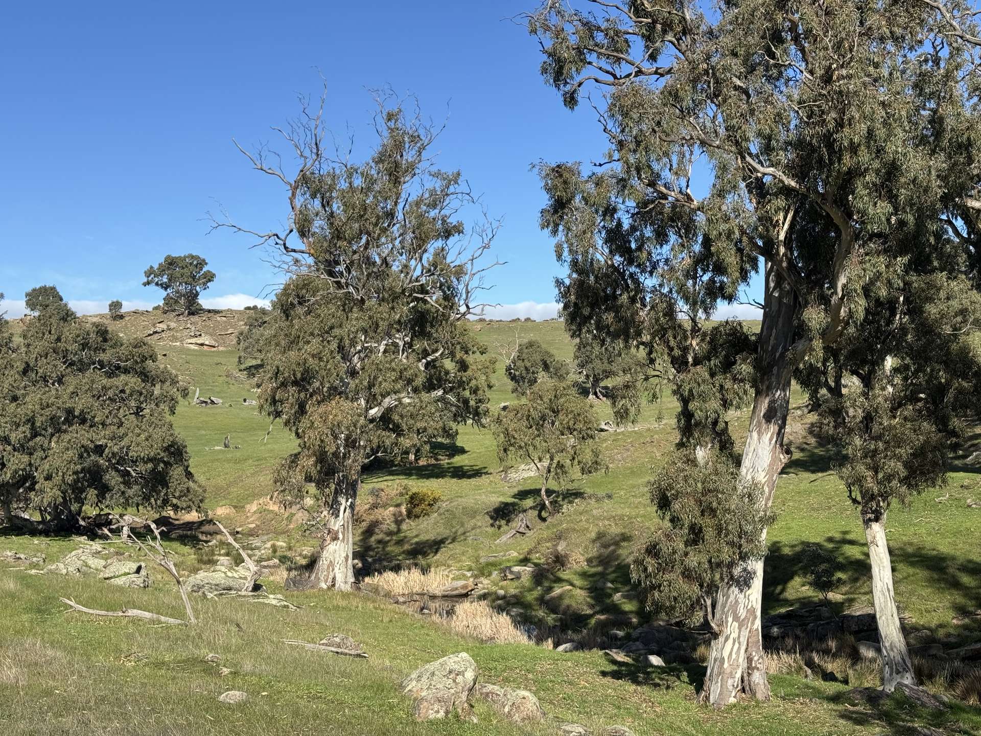 Lot 1,  Brinkworth Range Road, Tungkillo For Sale by Farmbuy.com - image 8