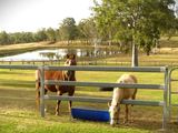 'Little J Farm' 87 Charlwood Road, Boonah For Sale by Nutrien Harcourts Roma