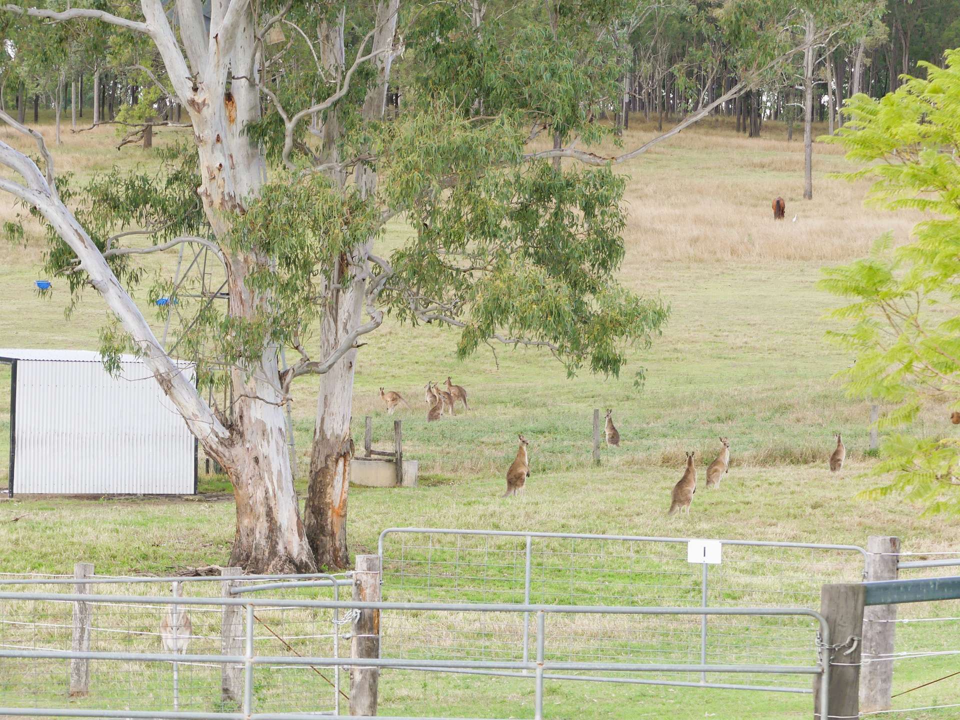 'Little J Farm' 87 Charlwood Road, Boonah For Sale by Farmbuy.com - image 27