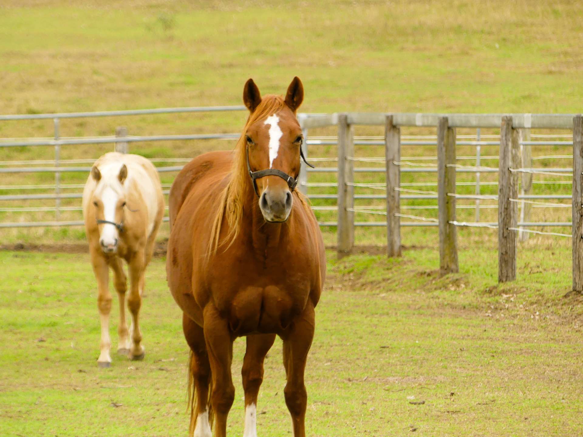 'Little J Farm' 87 Charlwood Road, Boonah For Sale by Farmbuy.com - image 15