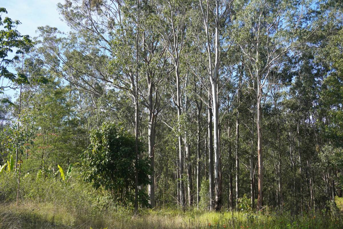 506 Old Lawrence Rd ( Via Cherry Tree ), Deep Creek For Sale by Farmbuy.com - image 24
