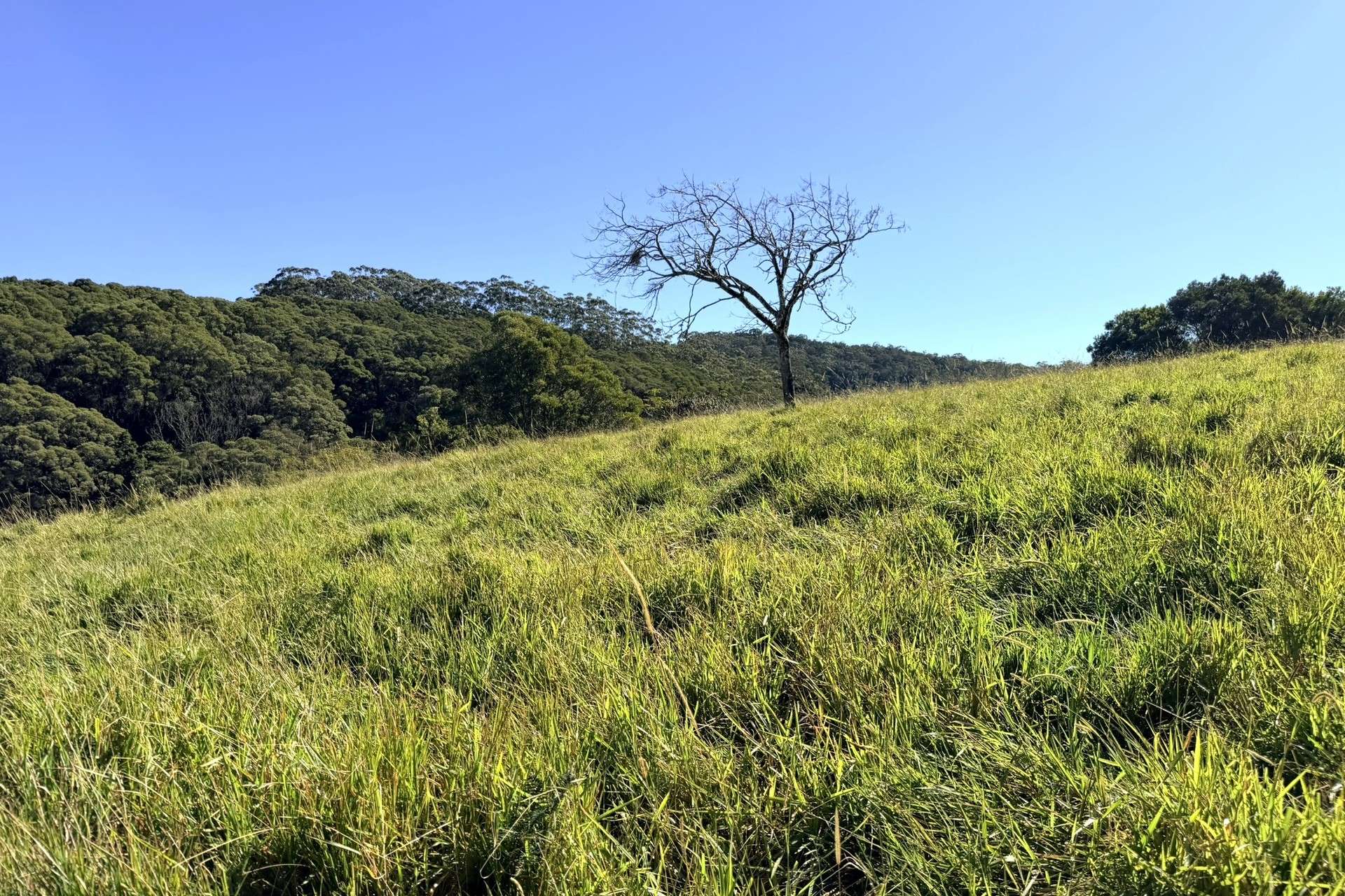 12744 Kennedy Highway, Ravenshoe For Sale by Farmbuy.com - image 23