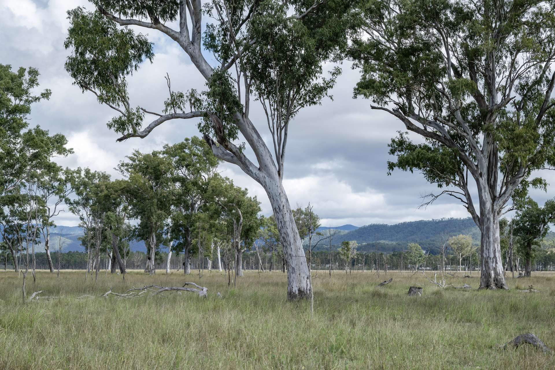 1557 Mount Walker West Road, Rosevale Auction by Farmbuy.com - image 14