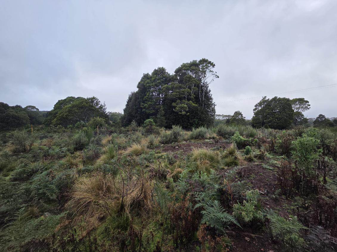 556 Waratah Road, Waratah For Sale by Farmbuy.com - image 3