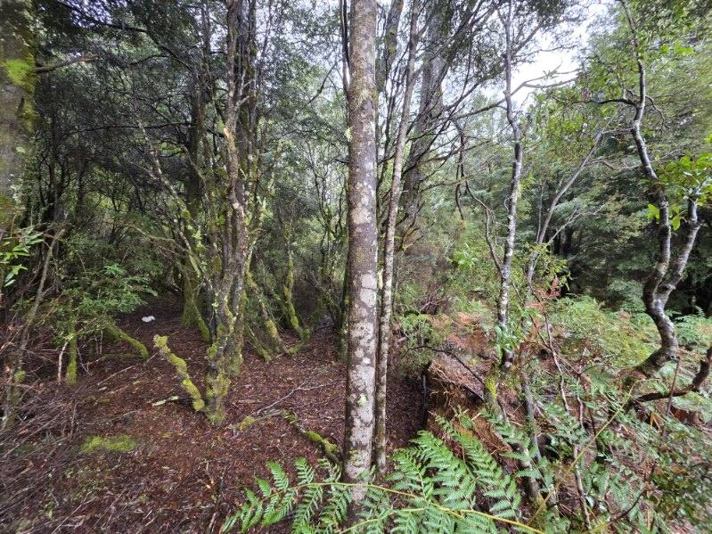 556 Waratah Road, Waratah TAS 7321