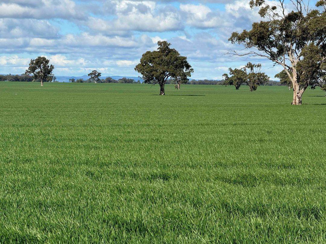 141 Cheecome Road, Moree For Sale by Farmbuy.com - image 14
