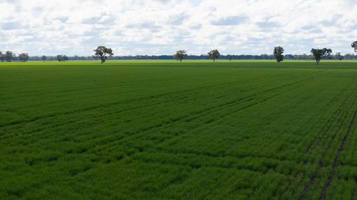 Farm For Sale - NSW - Moree - 2400 - 