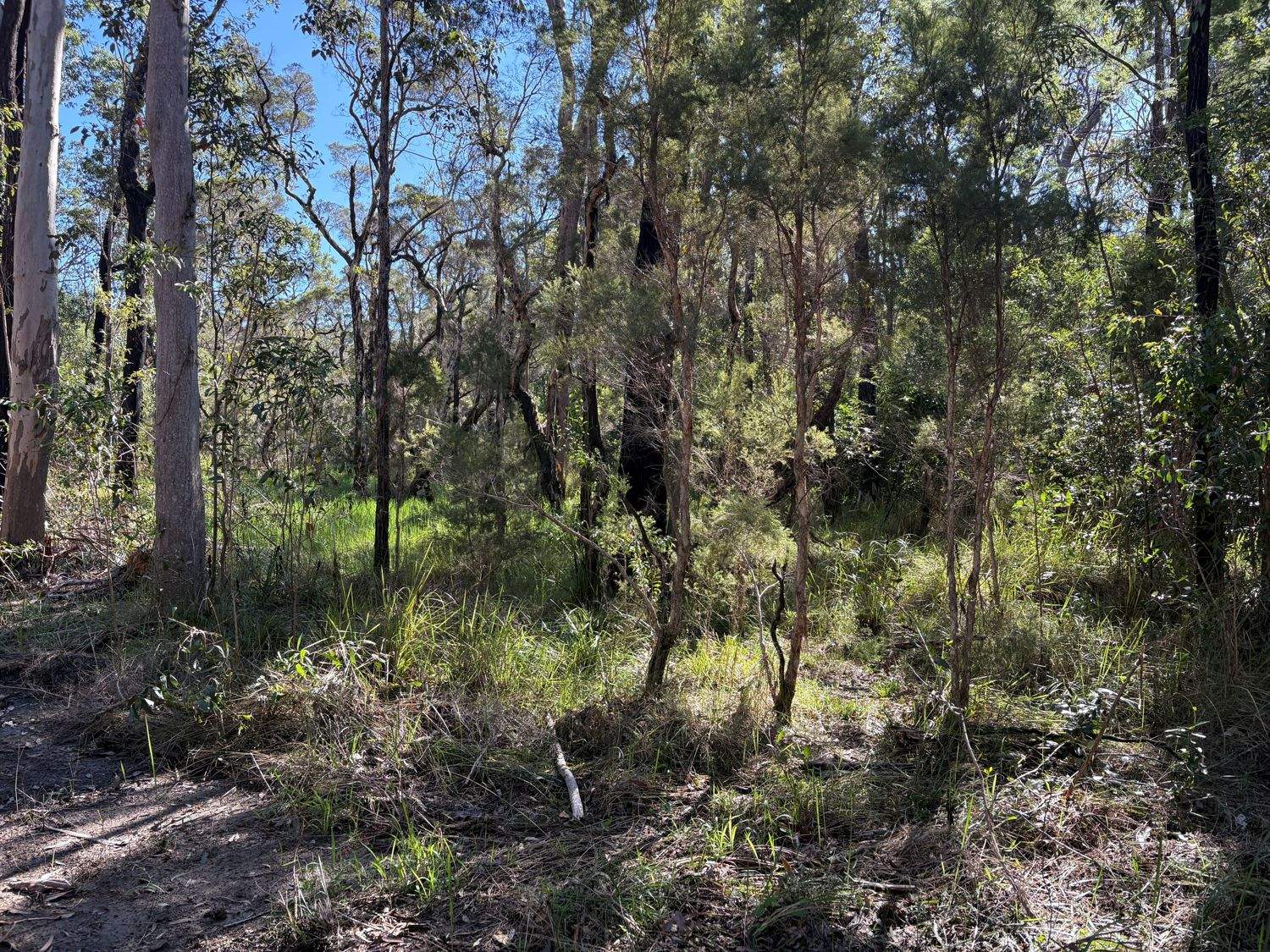 Lot 9 Bungawalbin Whiporie Road, Gibberagee For Sale by Farmbuy.com - image 4