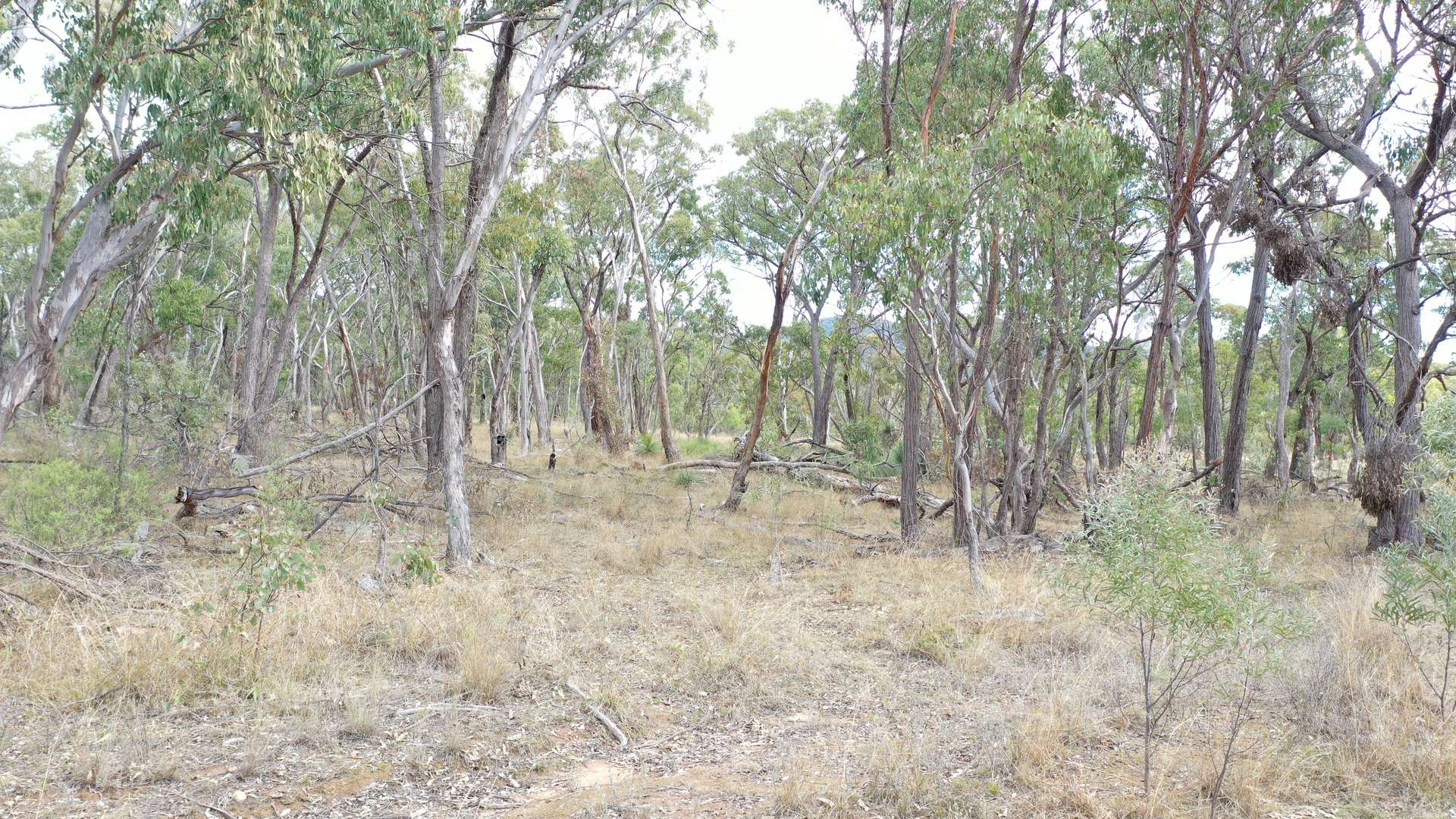Lot 3 Halls Creek Road, Halls Creek For Sale by Farmbuy.com - image 1