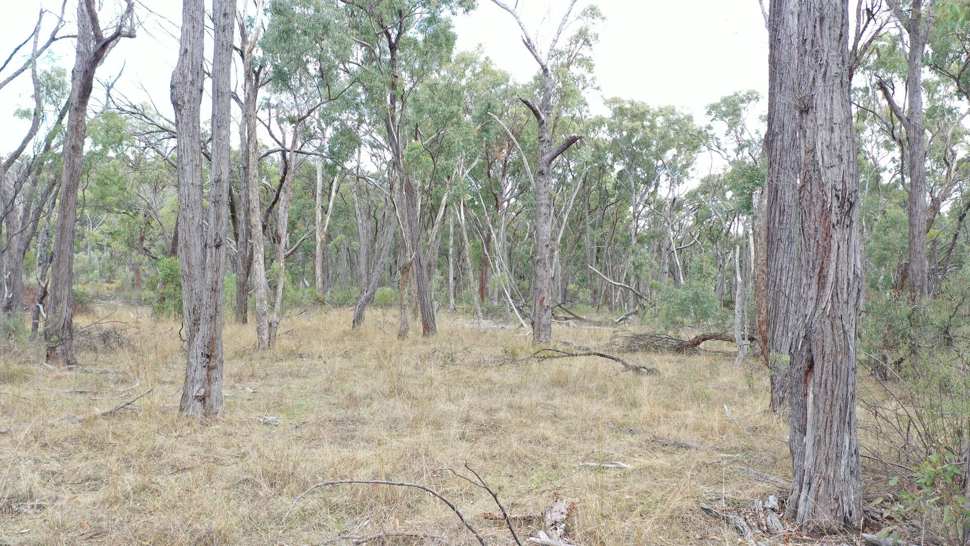 Lot 3 Halls Creek Road, Halls Creek For Sale by Farmbuy.com - image 2