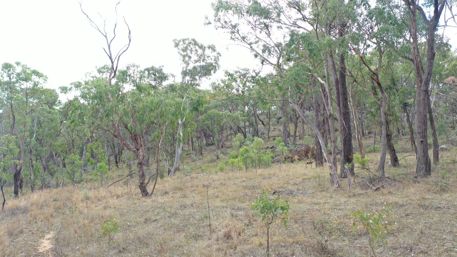 Lot 3 Halls Creek Road, Halls Creek For Sale by Farmbuy.com - image 5