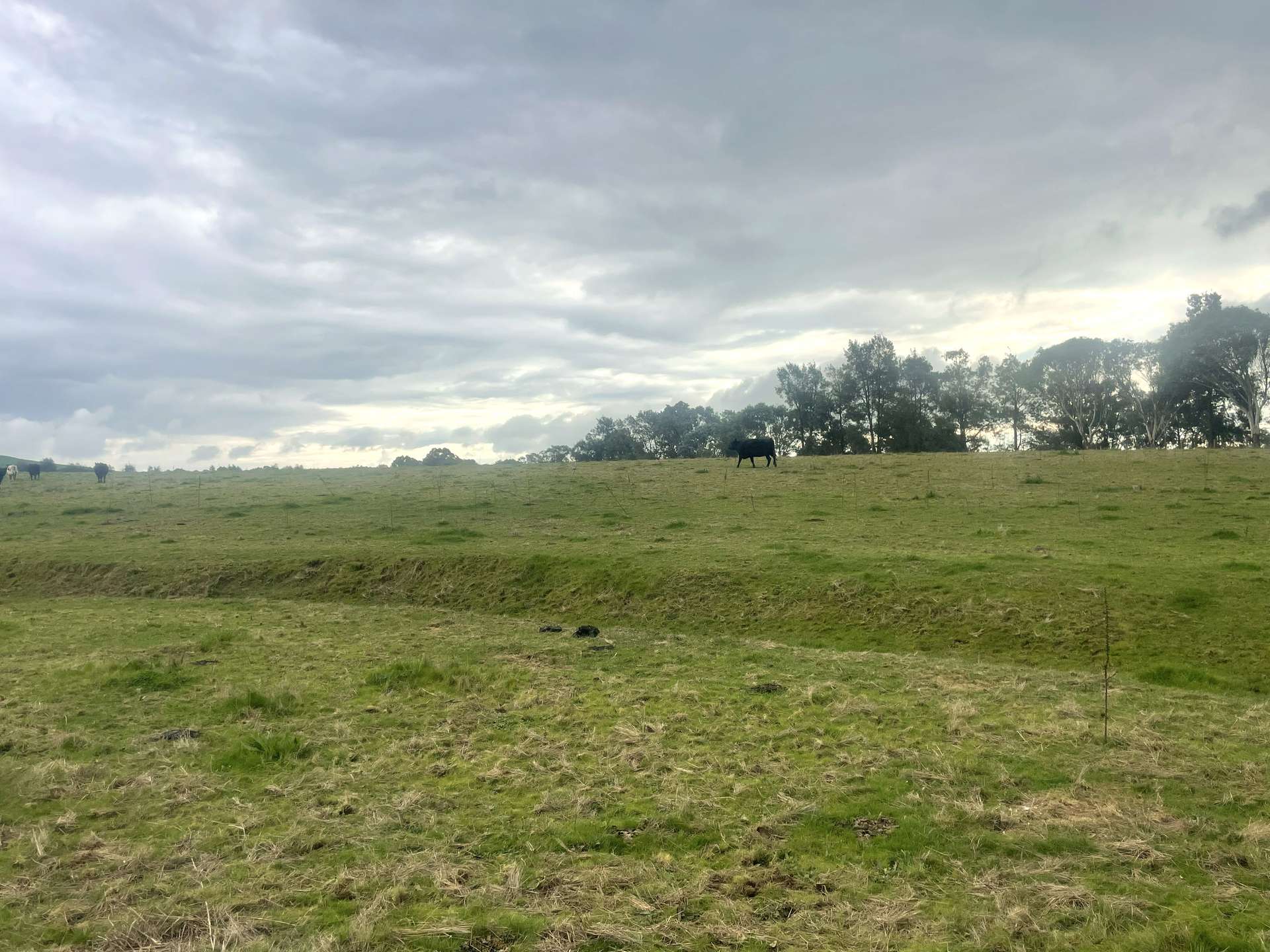76 Sylvia's Gap Road, Gundagai For Sale by Farmbuy.com - image 4