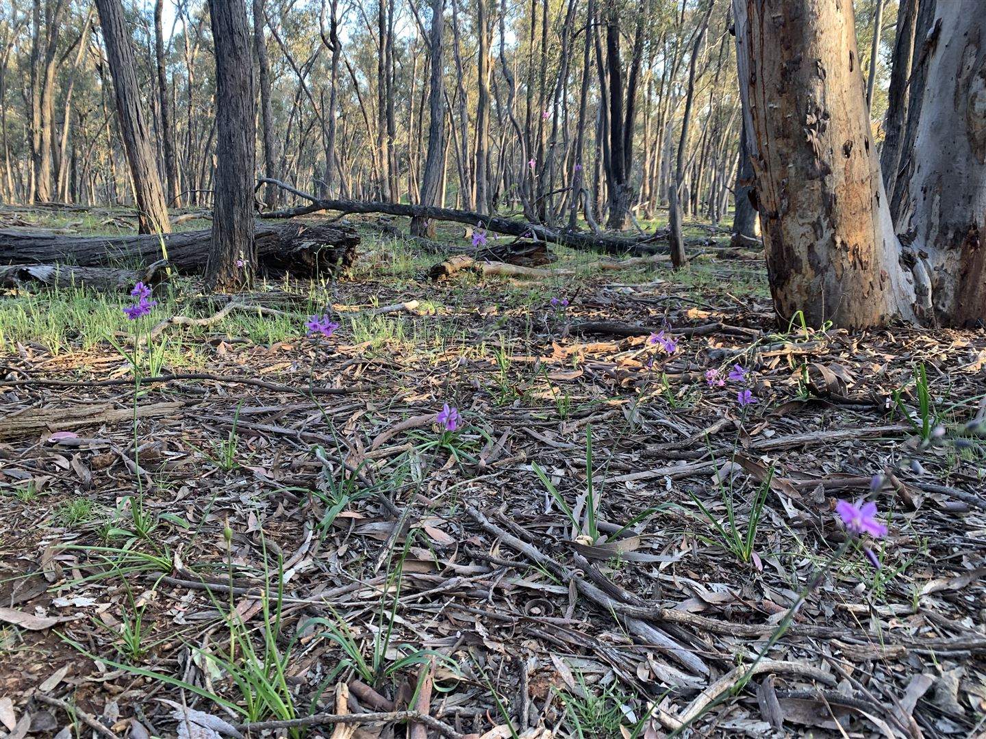 . Holbrook Wagga Road, Cookardinia For Sale by Farmbuy.com - image 7