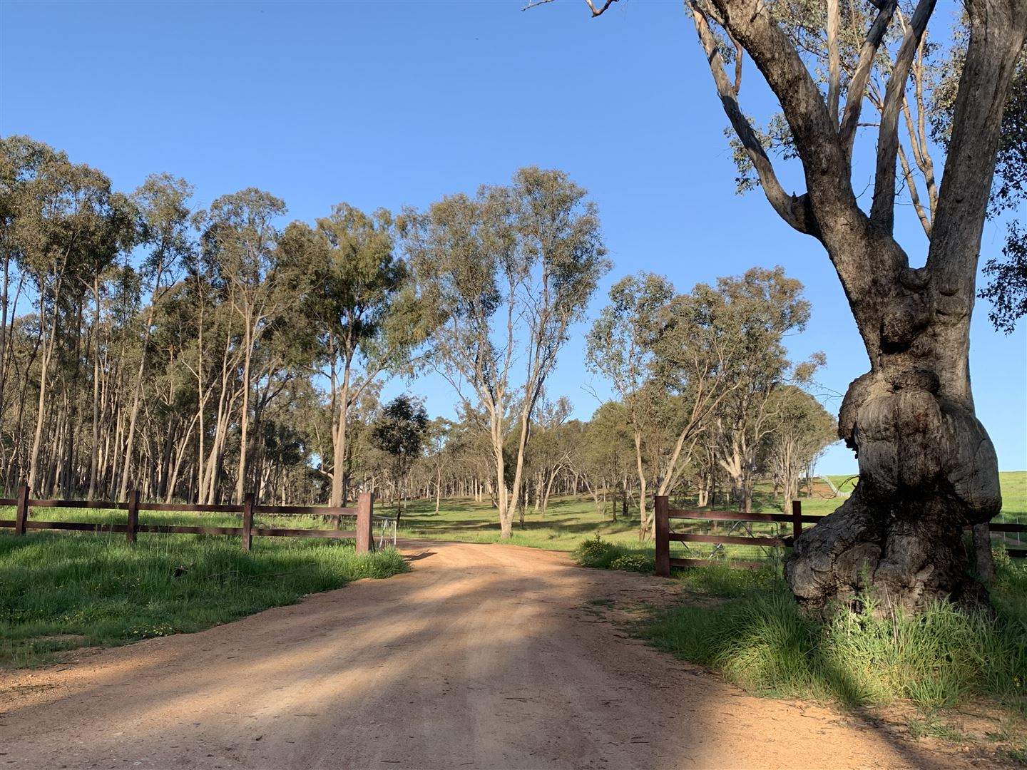 . Holbrook Wagga Road, Cookardinia For Sale by Farmbuy.com - image 2