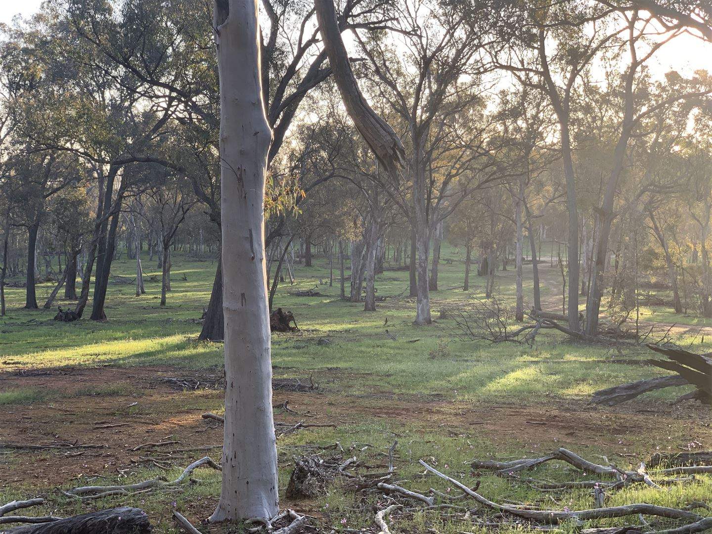 . Holbrook Wagga Road, Cookardinia For Sale by Farmbuy.com - image 8