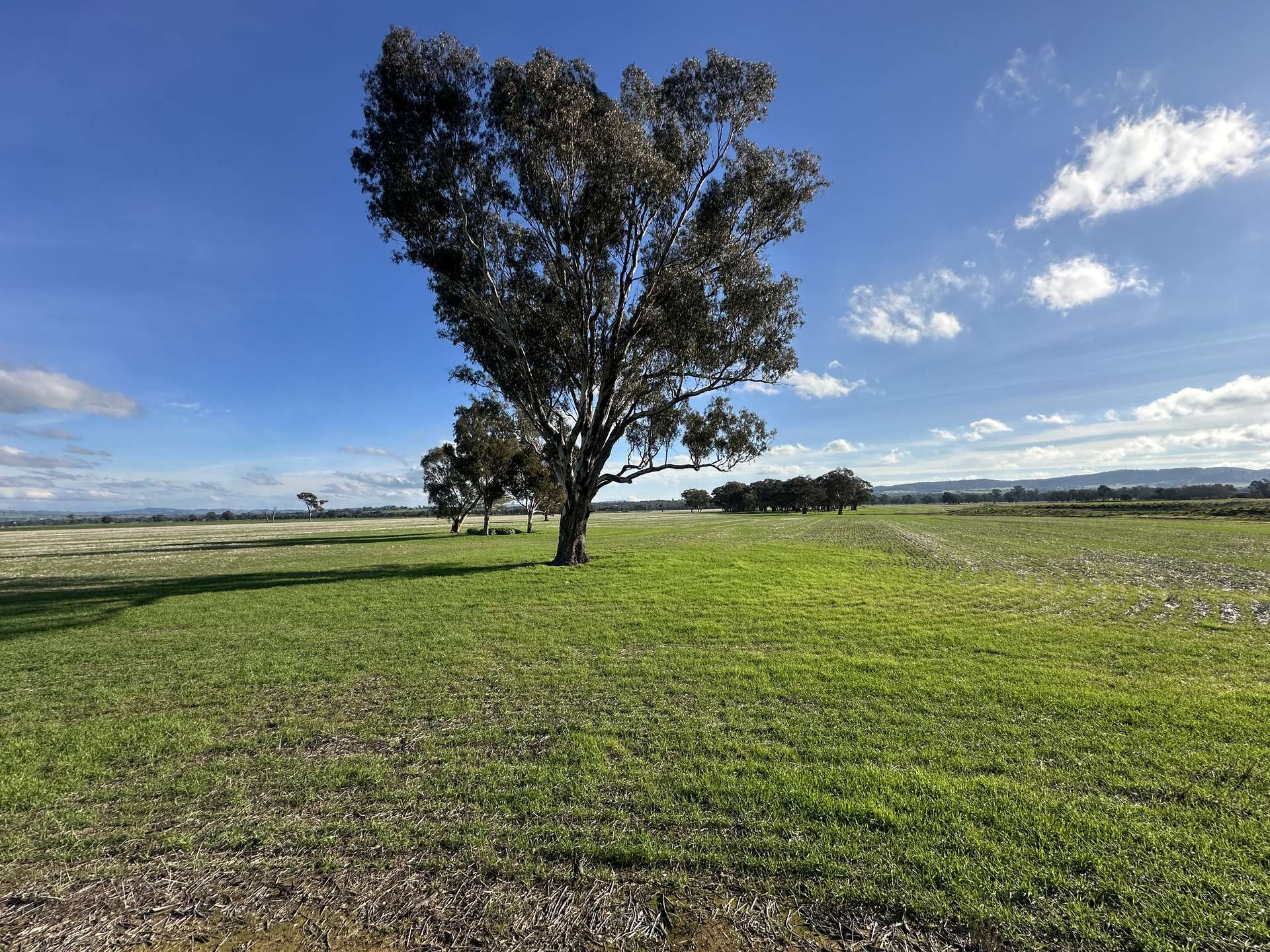 Lot 61 Rodgers Road, Gerogery For Sale by Farmbuy.com - image 8