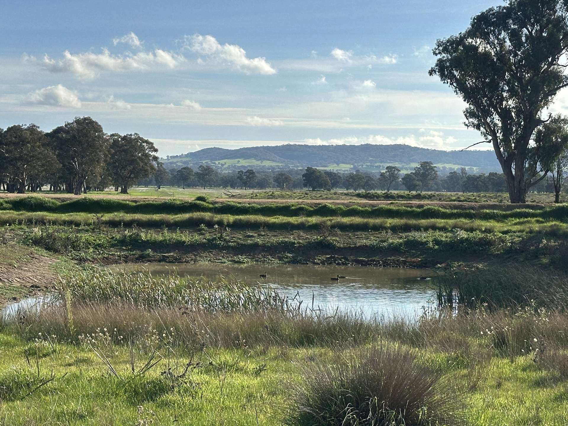 Lot 61 Rodgers Road, Gerogery For Sale by Farmbuy.com - image 6