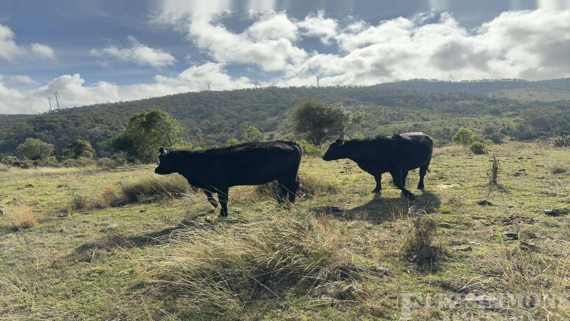 Crowles Road, Cooranga Auction by Farmbuy.com - image 16