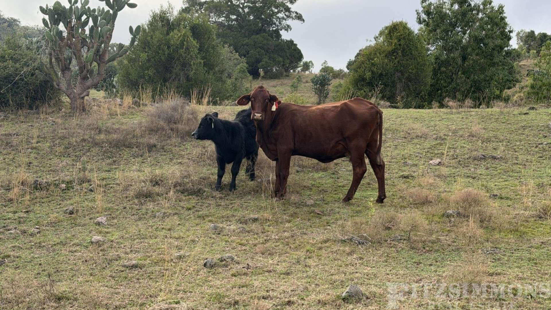 Crowles Road, Cooranga Auction by Farmbuy.com - image 14