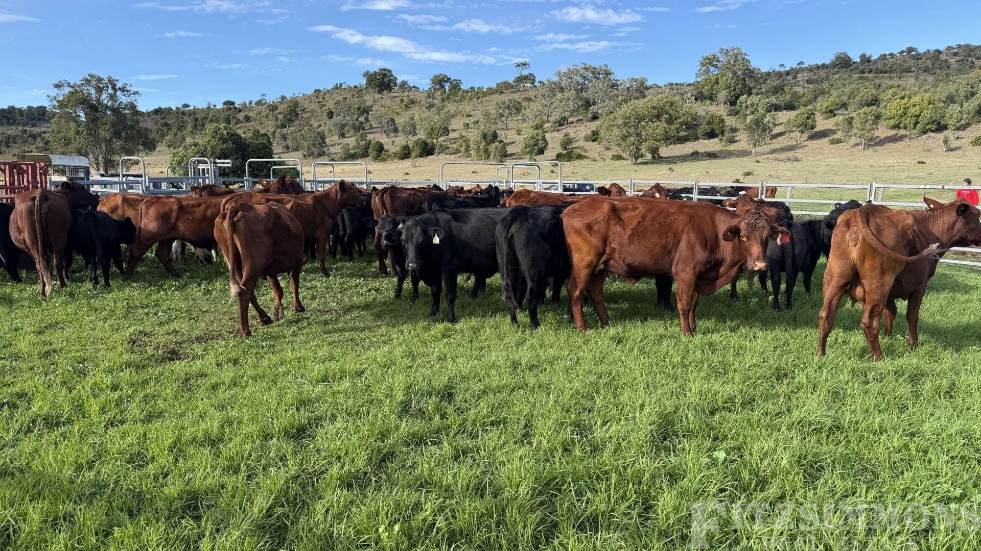 Crowles Road, Cooranga Auction by Farmbuy.com - image 15