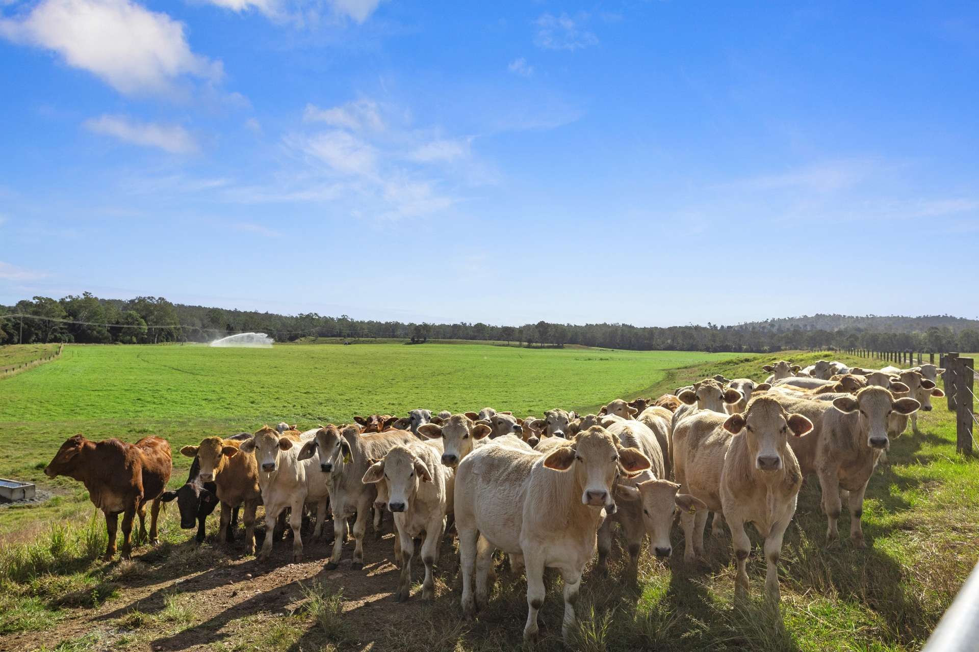 63 Bellmary Road, Curra Auction by Farmbuy.com - image 5