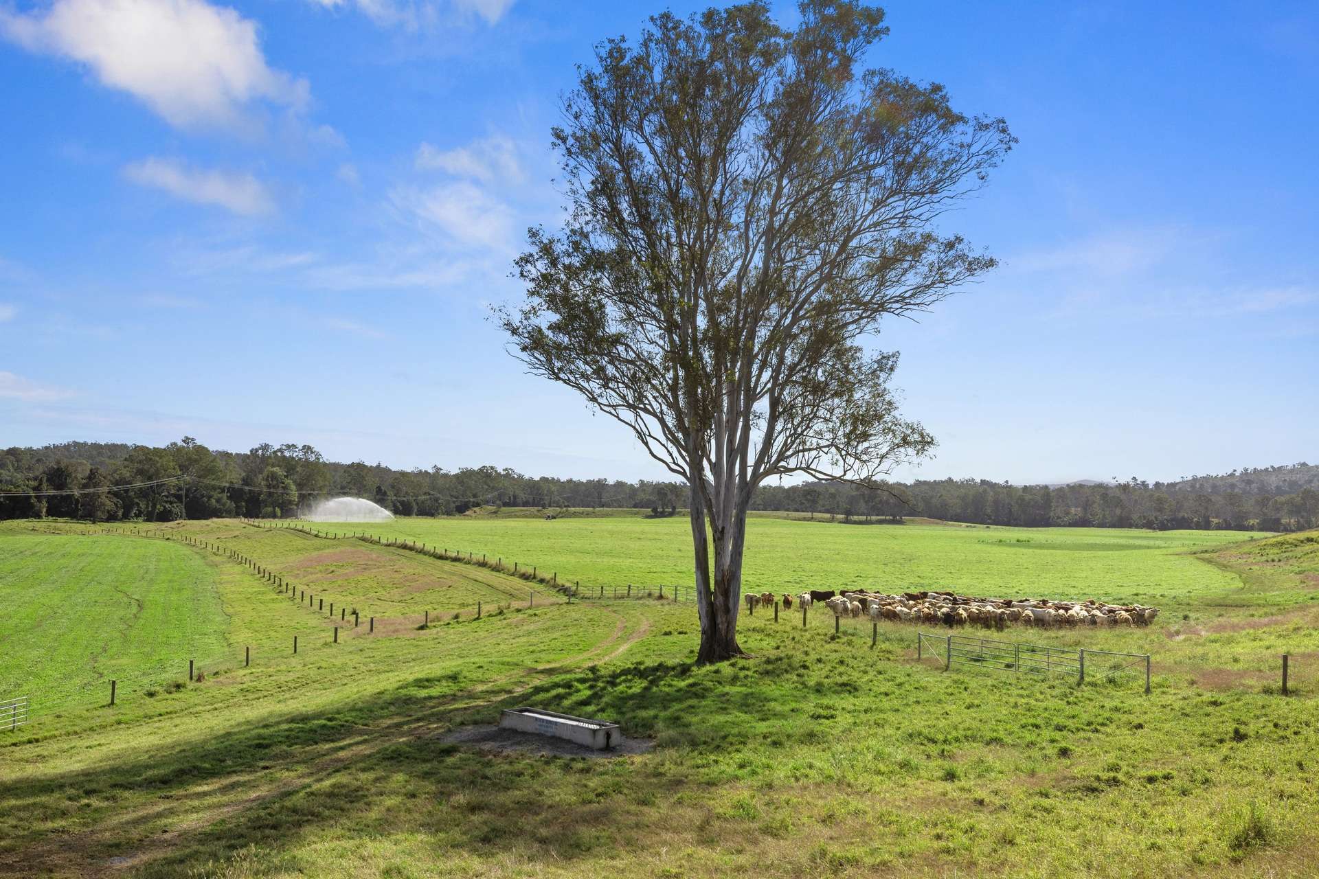 63 Bellmary Road, Curra Auction by Farmbuy.com - image 6