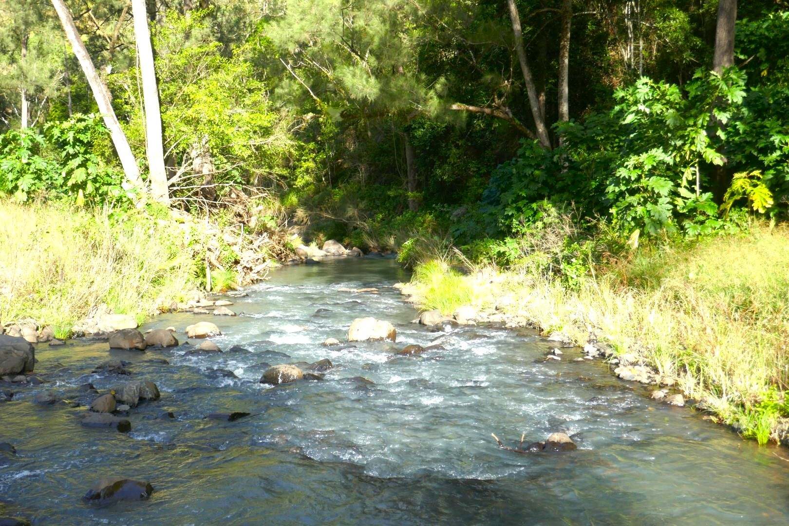 1108 Eden Creek Road, Kyogle For Sale by Farmbuy.com - image 3
