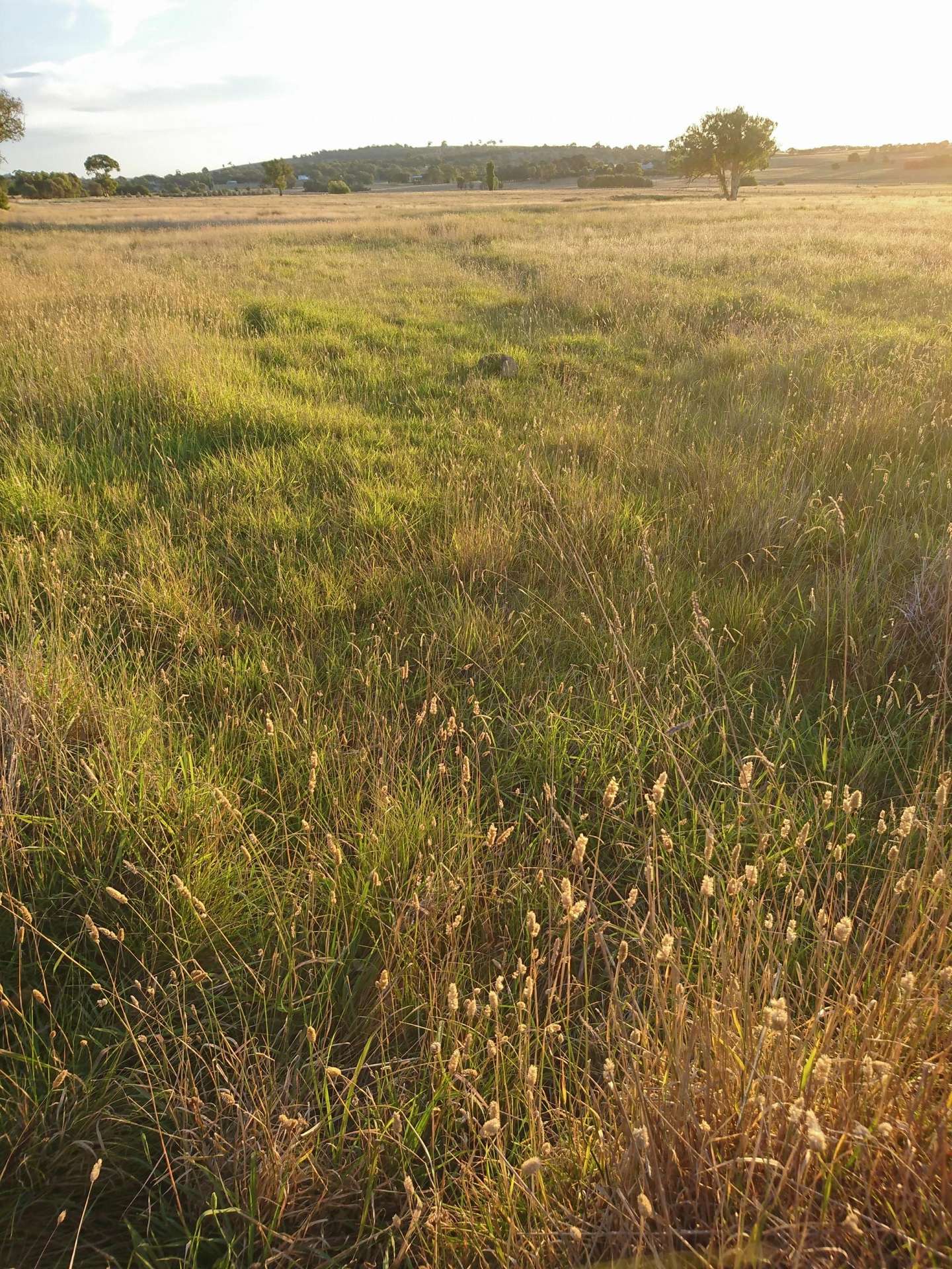 Lot 27 Walsh's Road, Dalton For Sale by Farmbuy.com - image 2