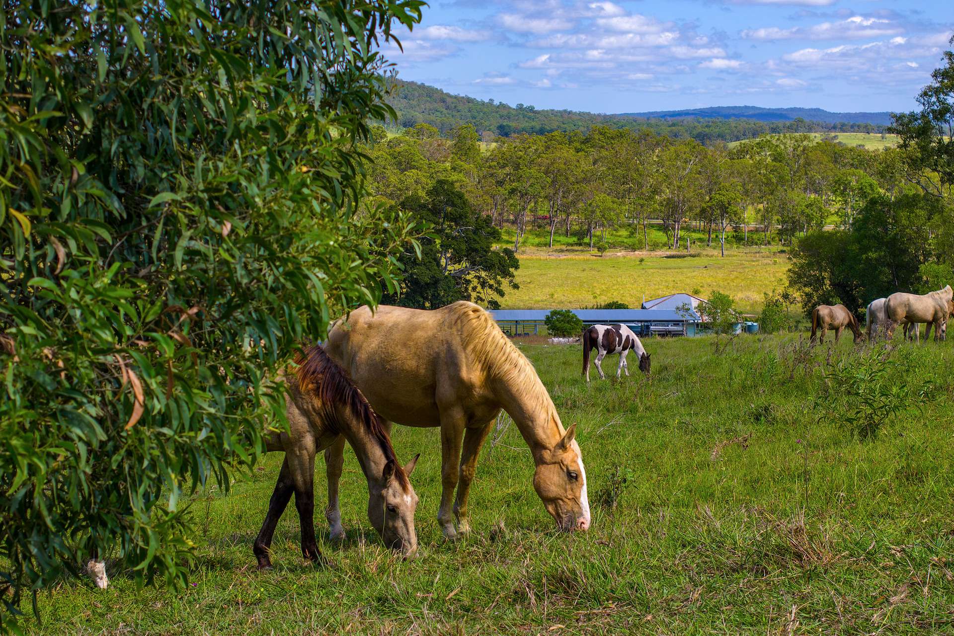 5608 Bruce Highway, Tiaro For Sale by Farmbuy.com - image 18