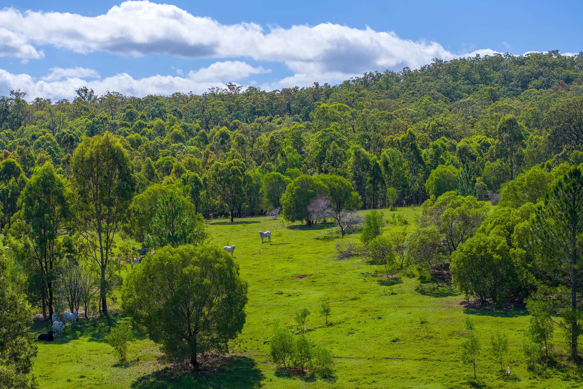 5608 Bruce Highway, Tiaro For Sale by Farmbuy.com - image 7