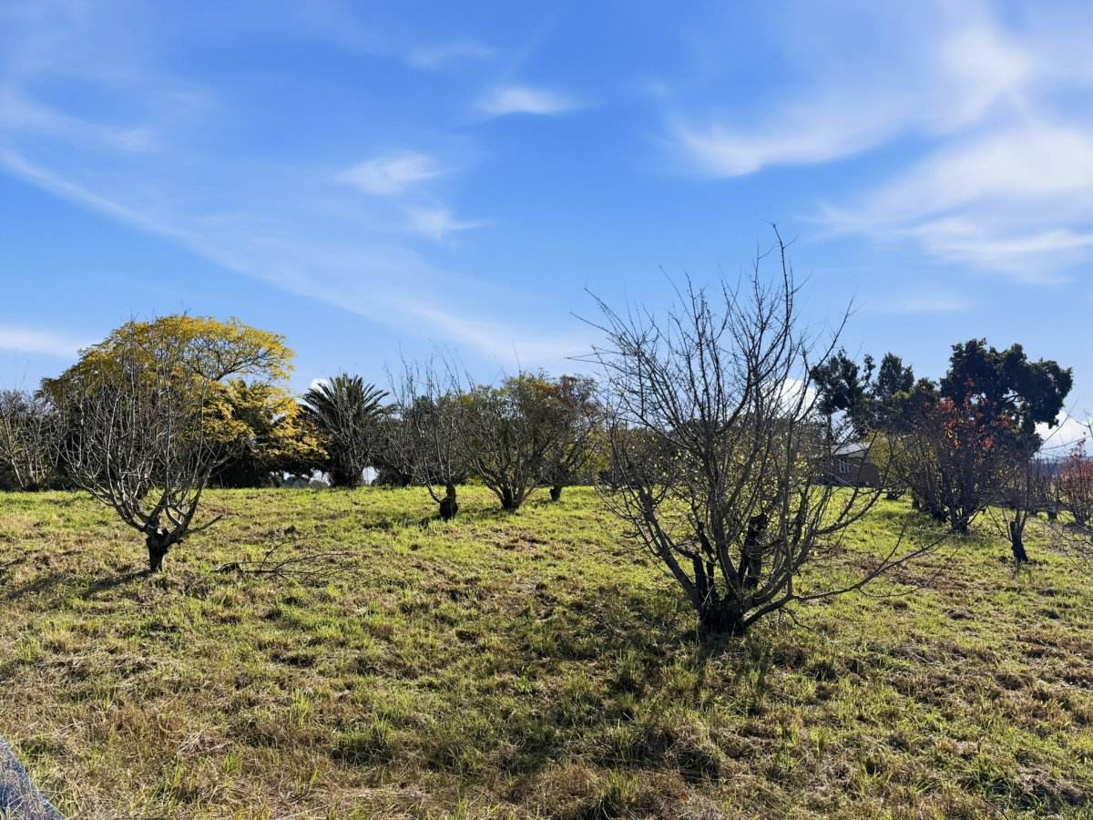 529 Olympic Hwy North, Young For Sale by Farmbuy.com - image 23