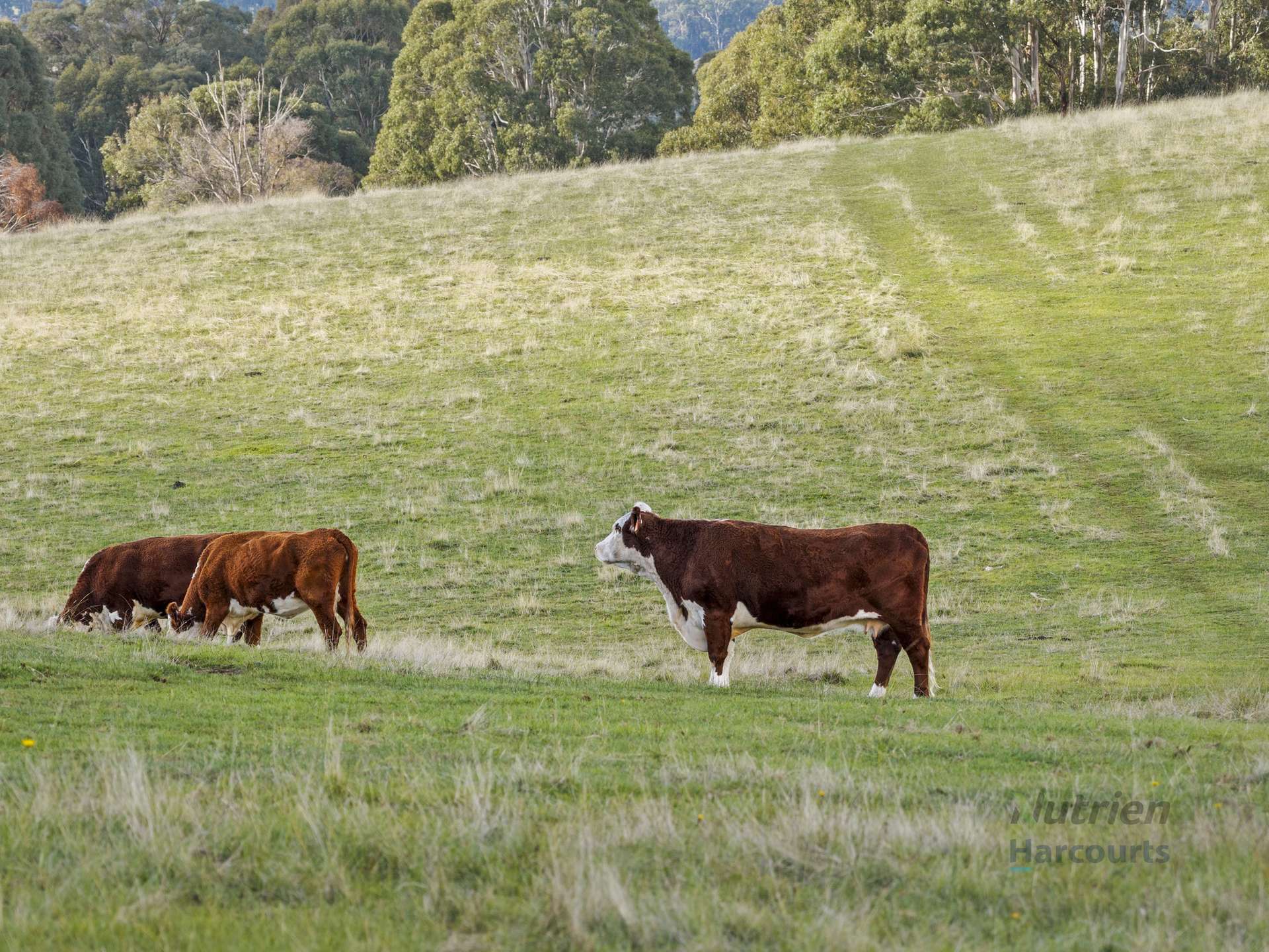 592 Bonnie Doon Road, Boho South For Sale by Farmbuy.com - image 26