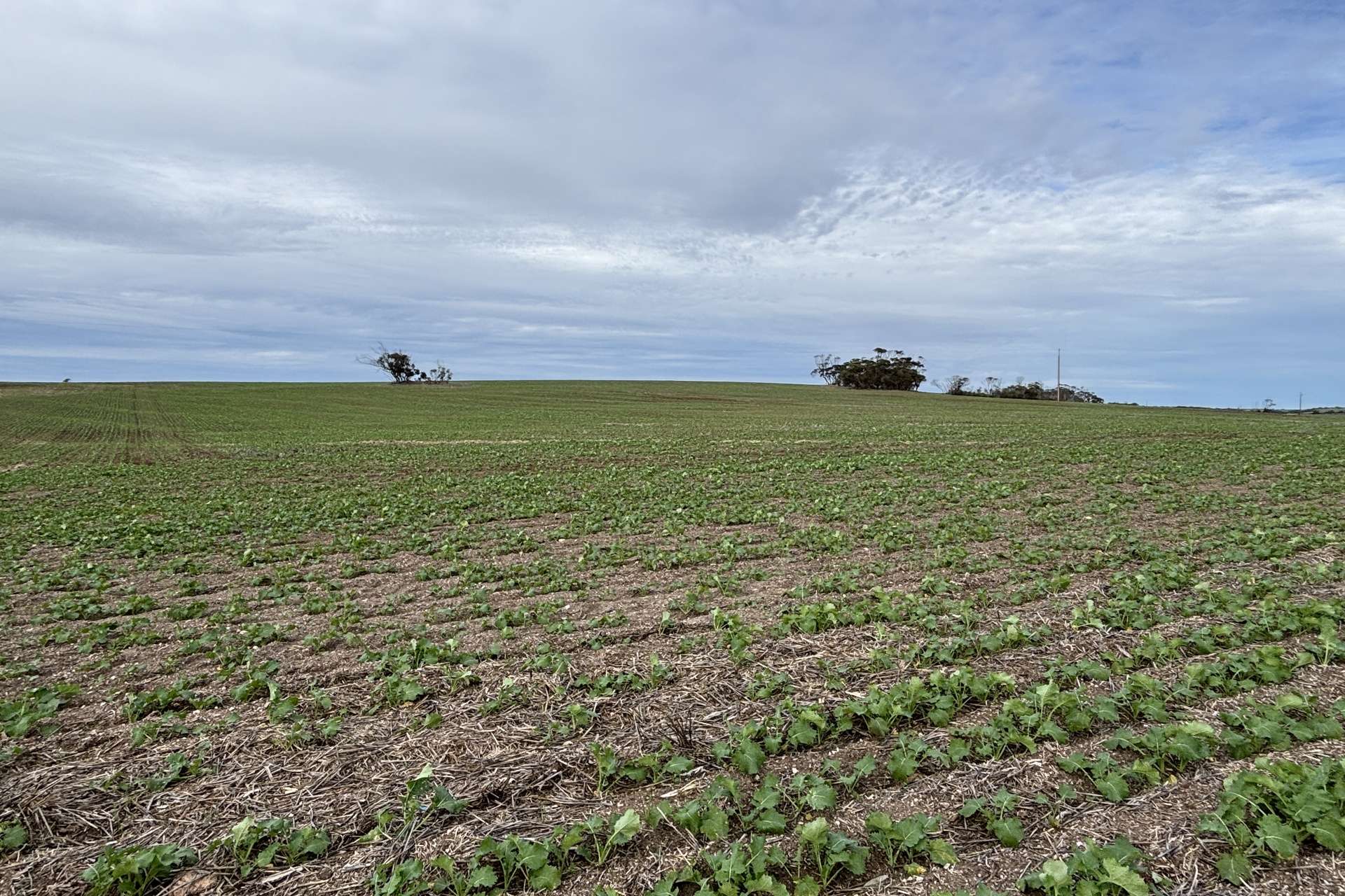 164 Cockaleechie Road, Cockaleechie For Sale by Farmbuy.com - image 7