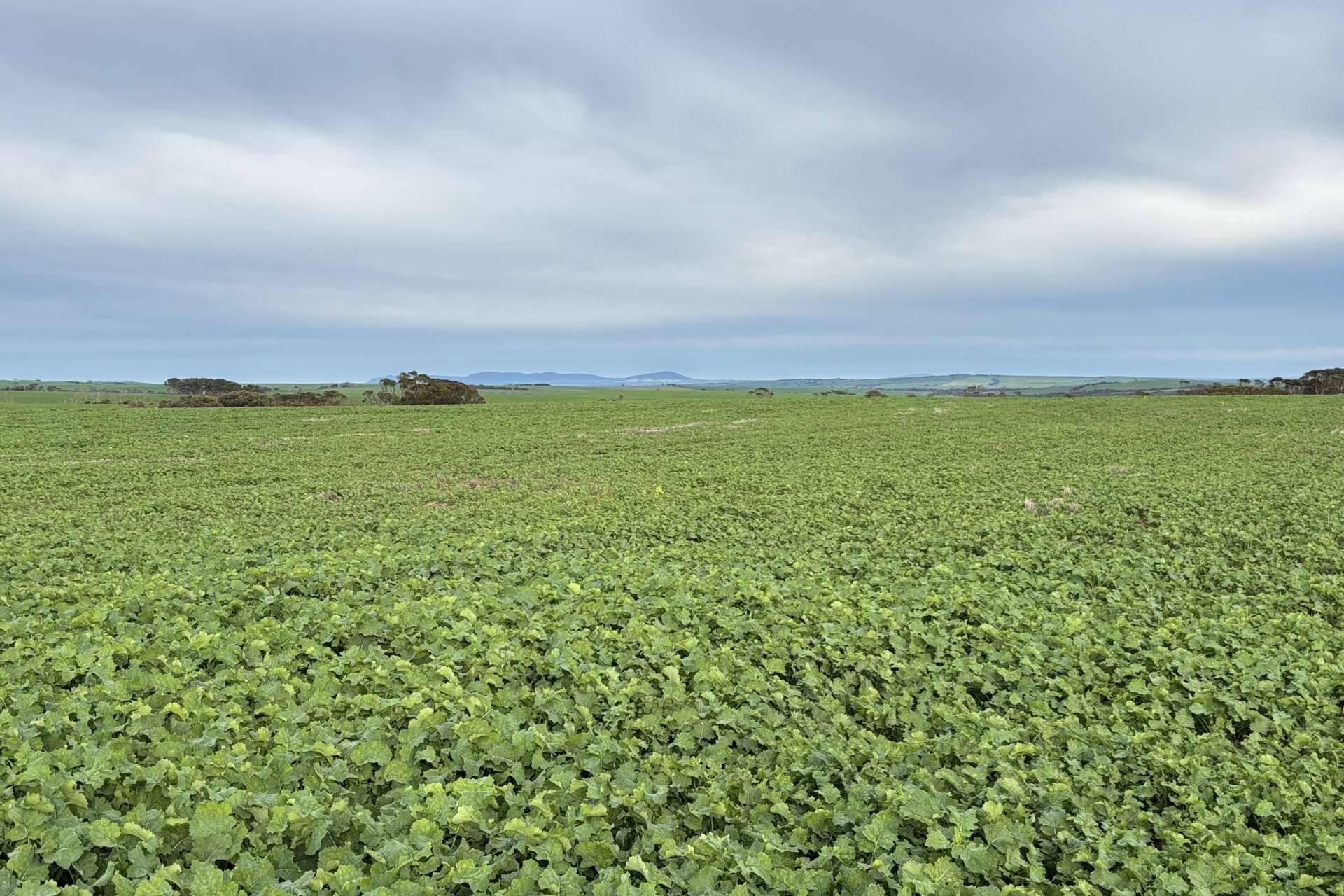 164 Cockaleechie Road, Cockaleechie For Sale by Farmbuy.com - image 2