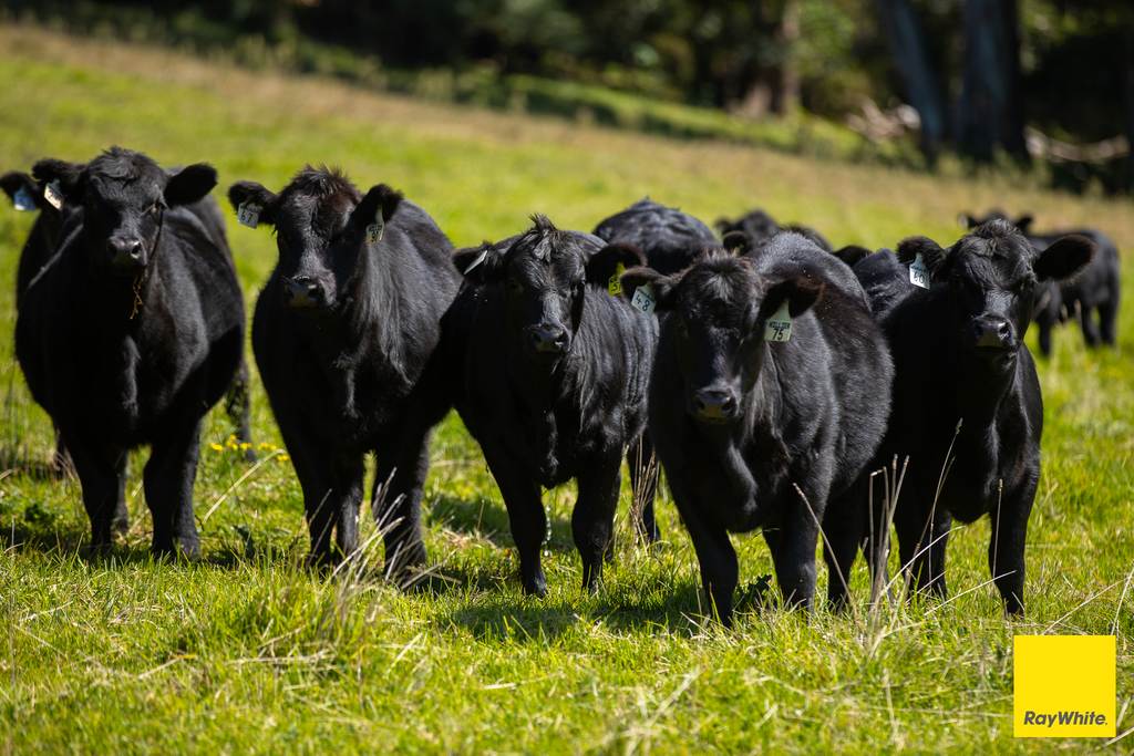 235 Beaumonts Road, Dorrigo NSW 2453