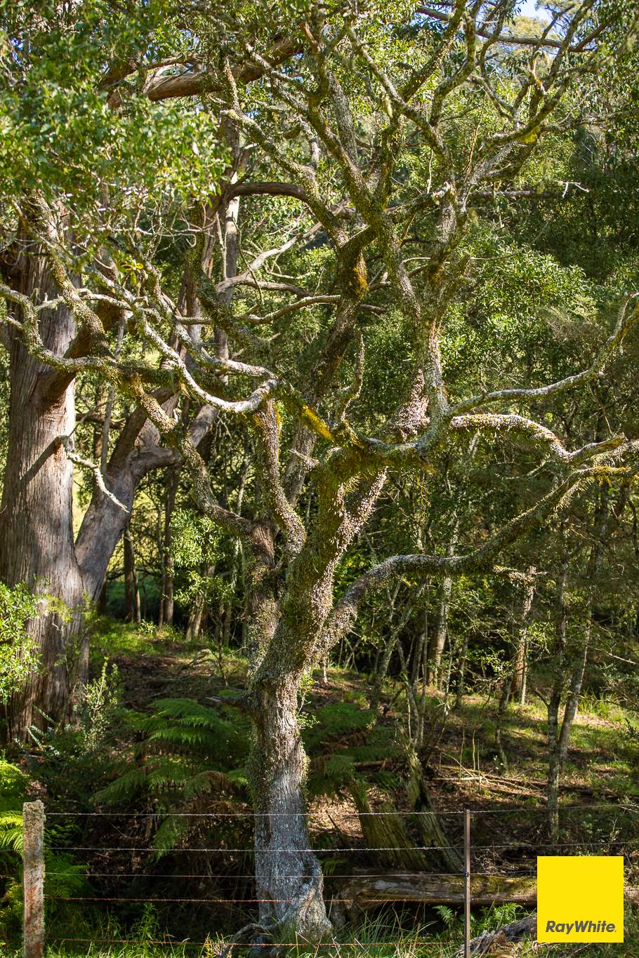 235 Beaumonts Road, Dorrigo For Sale by Farmbuy.com - image 17
