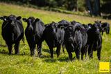 235 Beaumonts Road, Dorrigo Auction by Ray White Rural Dorrigo | Bellingen